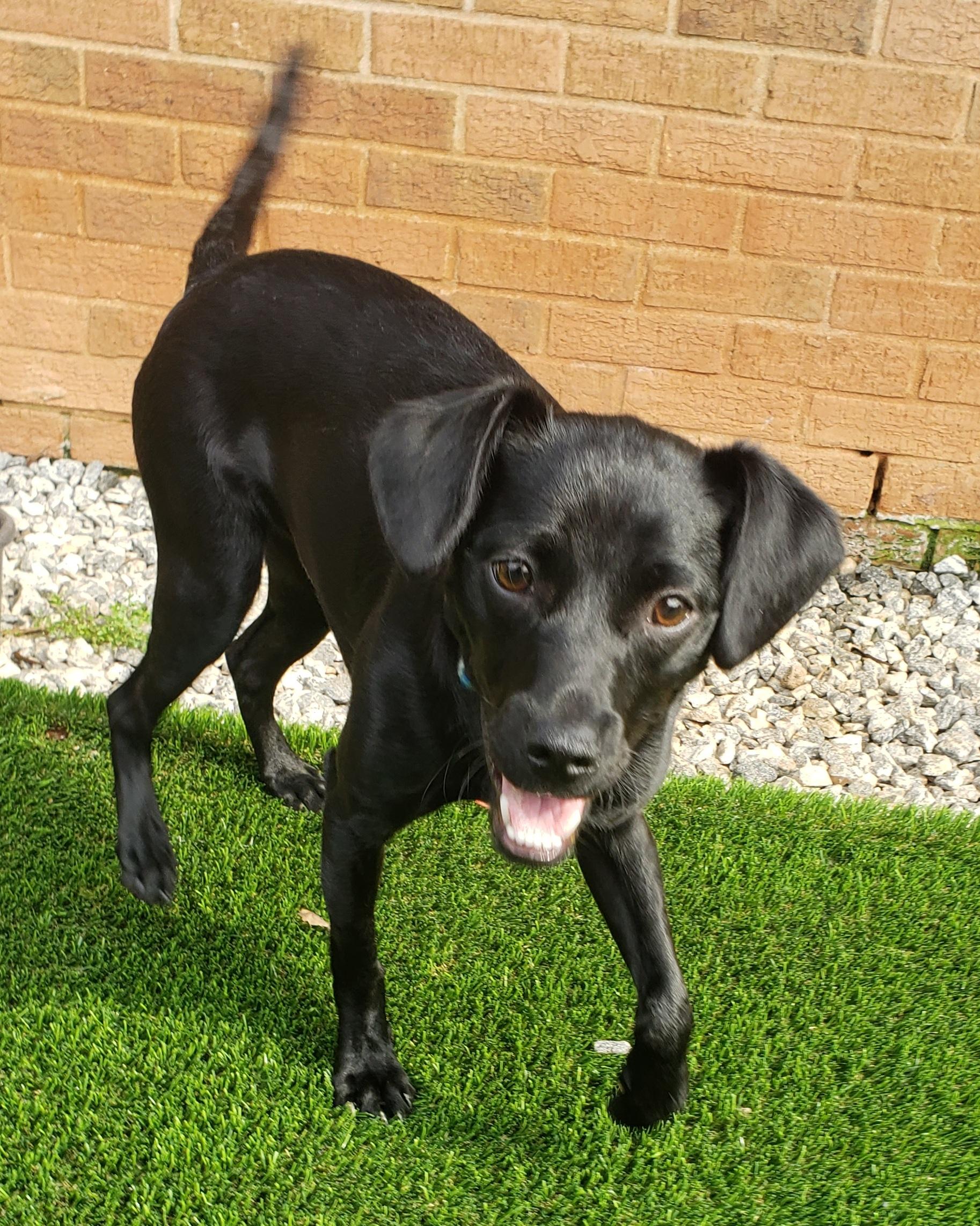 Moose, a Adoptable mixed breed in Anderson, SC image 4/5