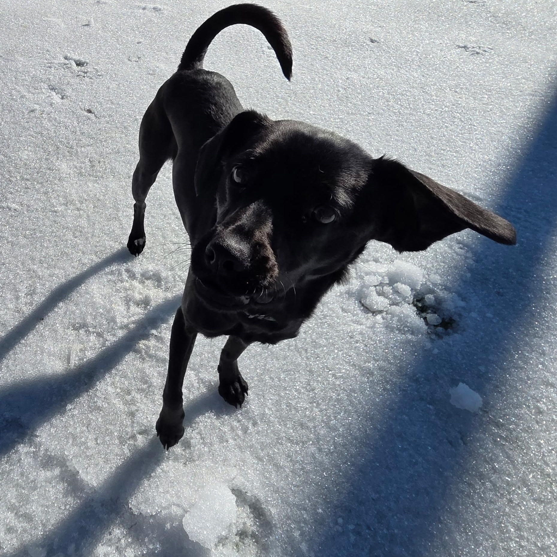 Enlarge Moose, a Adoptable mixed breed in Anderson, SC image 1/6