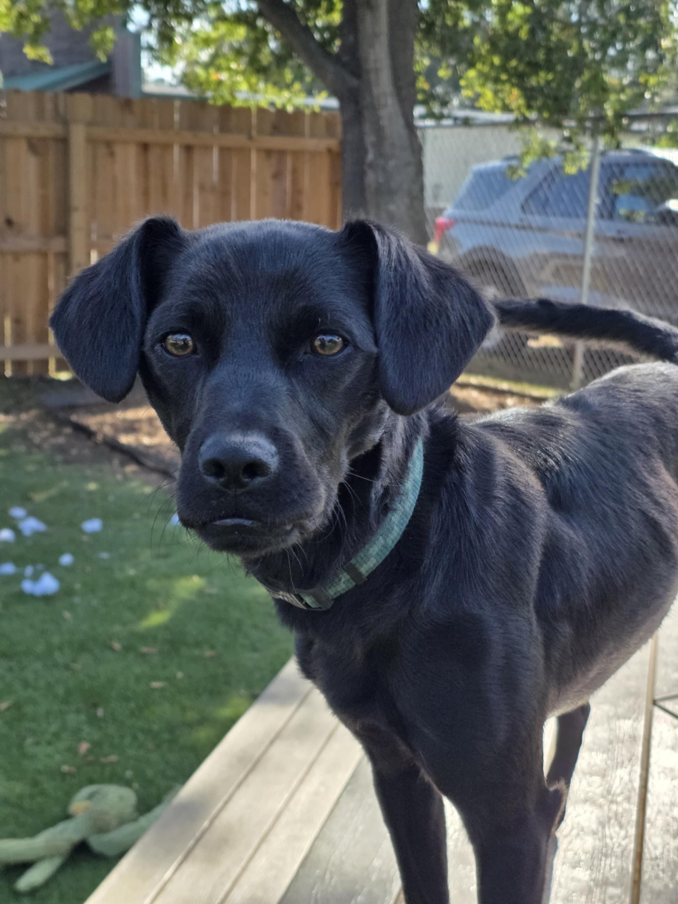Moose, a Adoptable mixed breed in Anderson, SC image 1/5