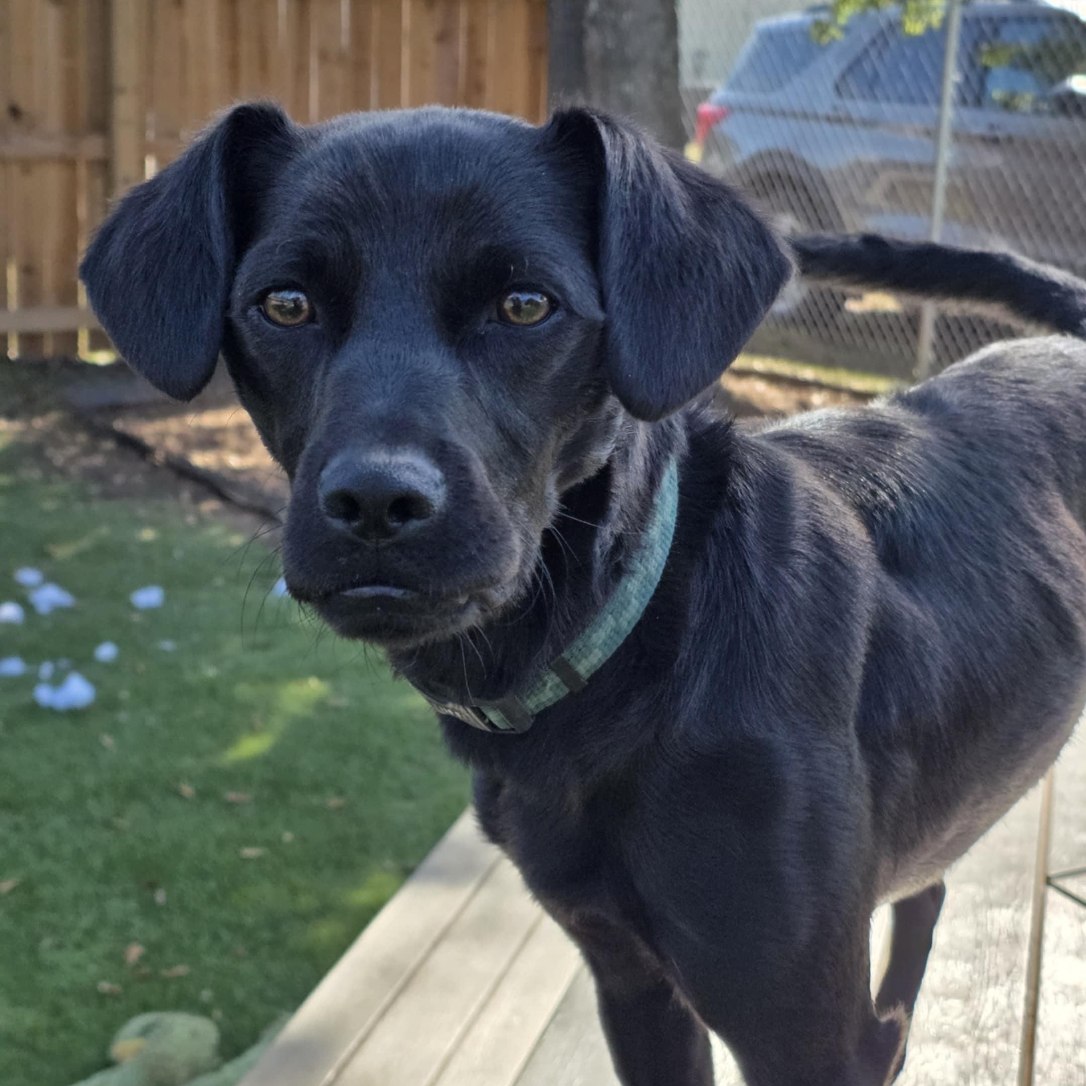 Enlarge Moose, a Adoptable mixed breed in Anderson, SC image 3/6