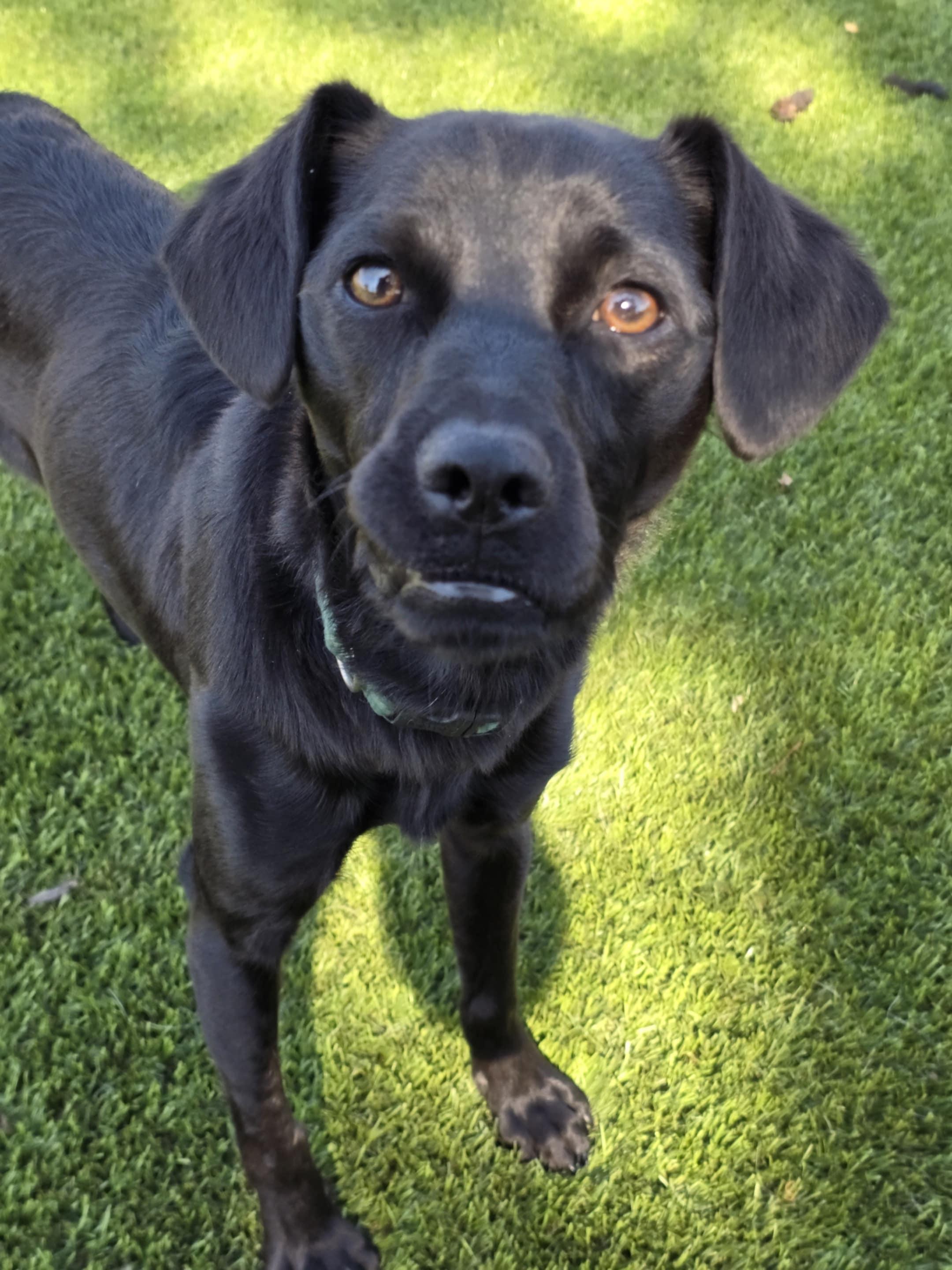 Moose, a Adoptable mixed breed in Anderson, SC image 5/5