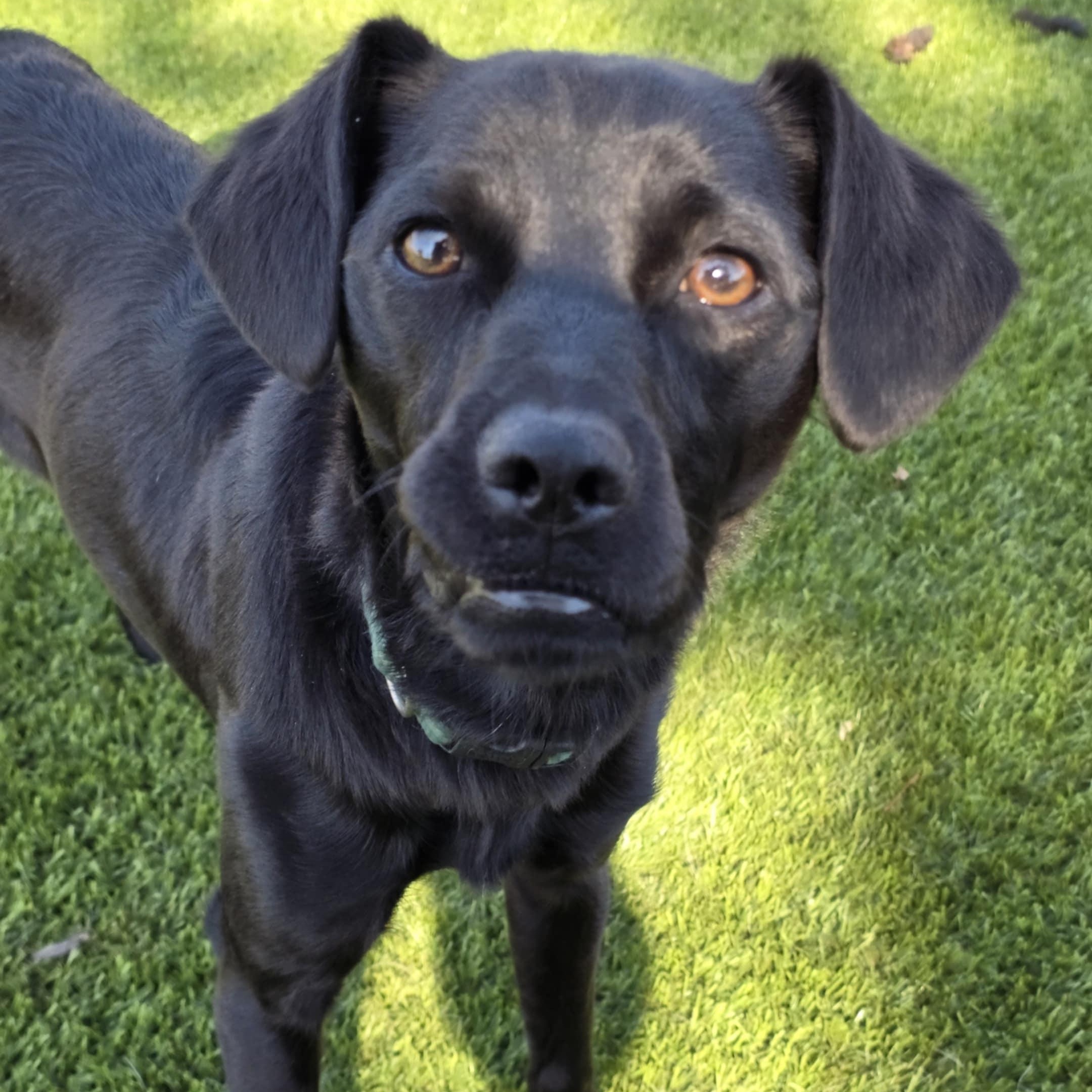 Enlarge Moose, a Adoptable mixed breed in Anderson, SC image 6/6