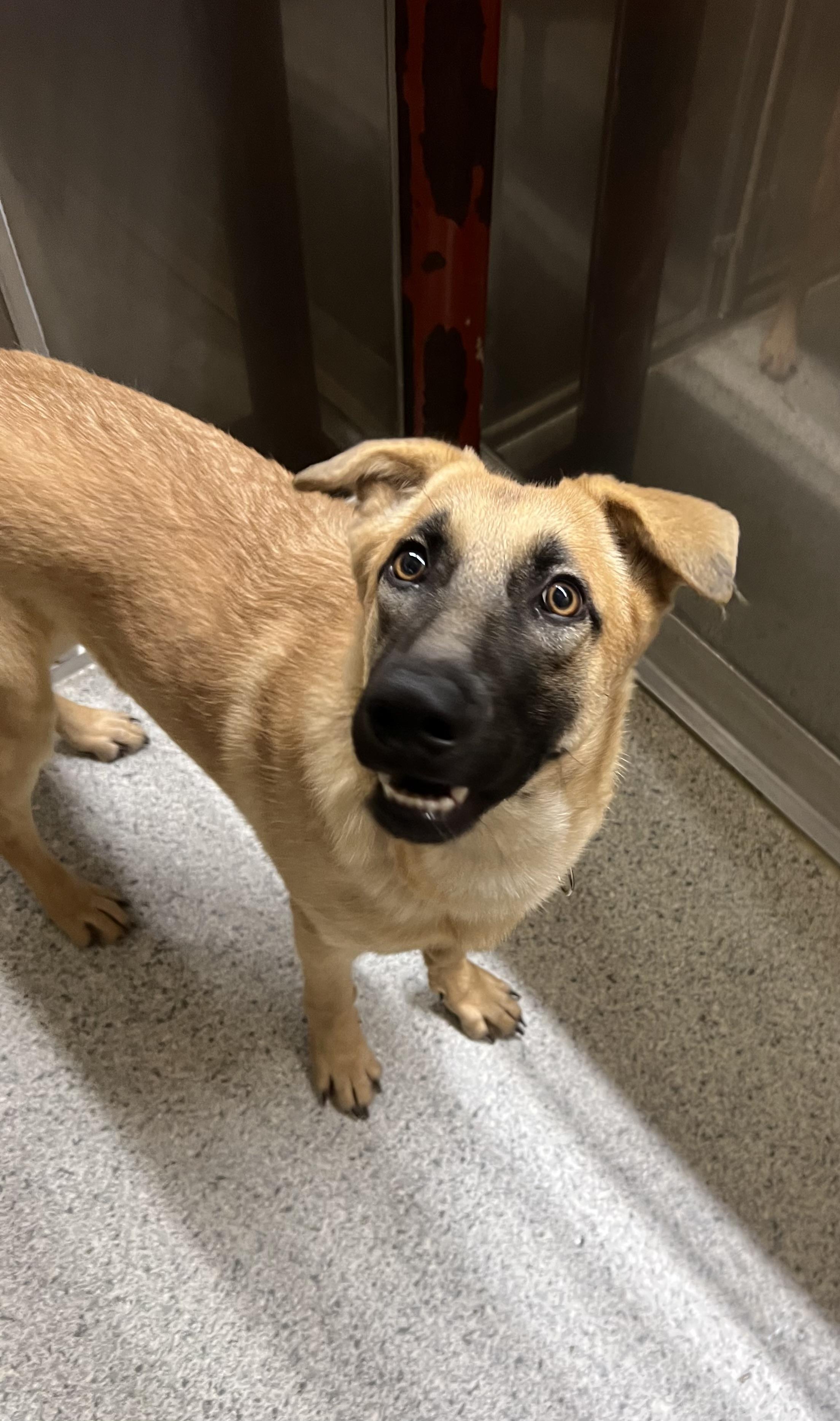 Rue, ADOPTABLE, Young Female Shepherd.