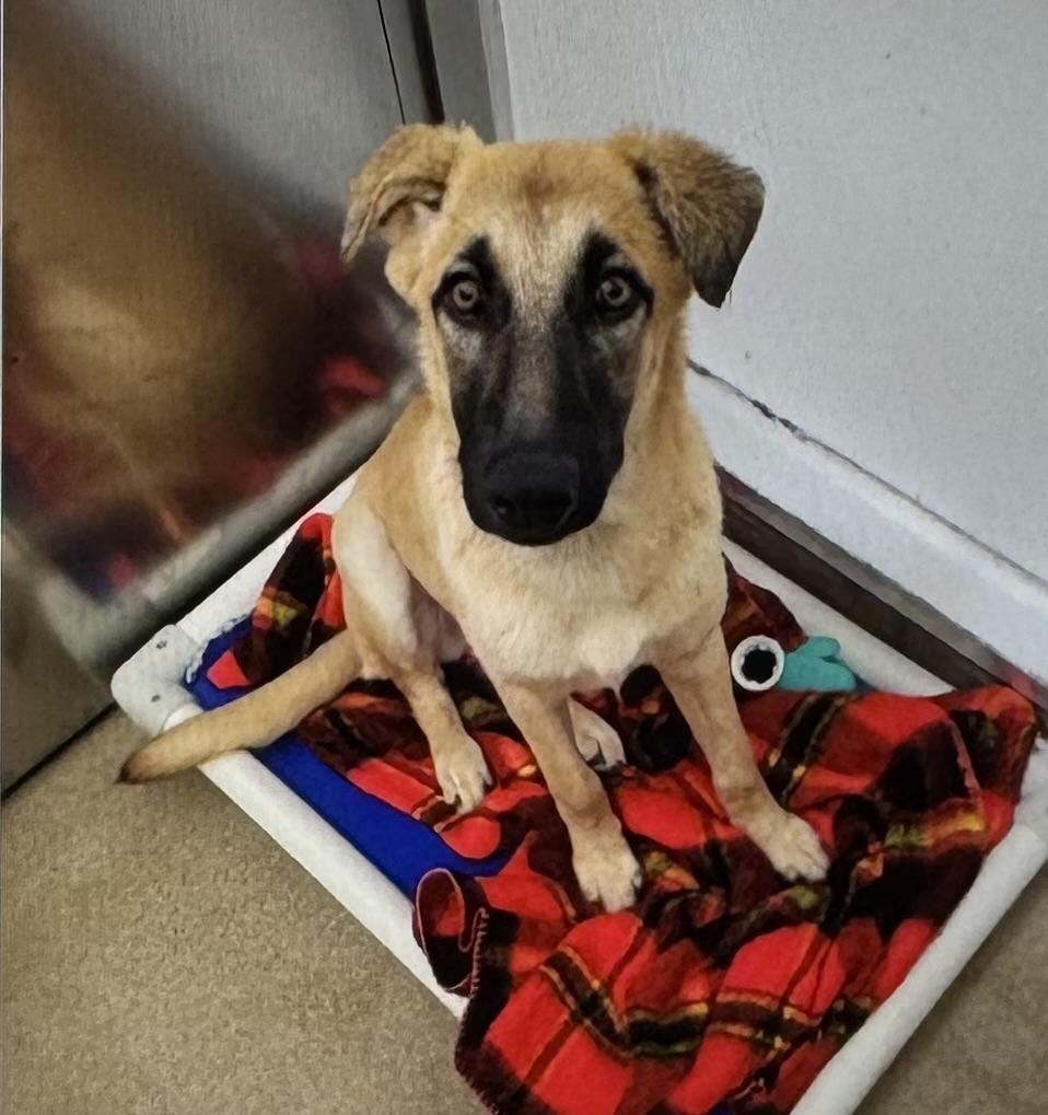 Rue, a ADOPTABLE Shepherd in Long Beach, NY image 2/2