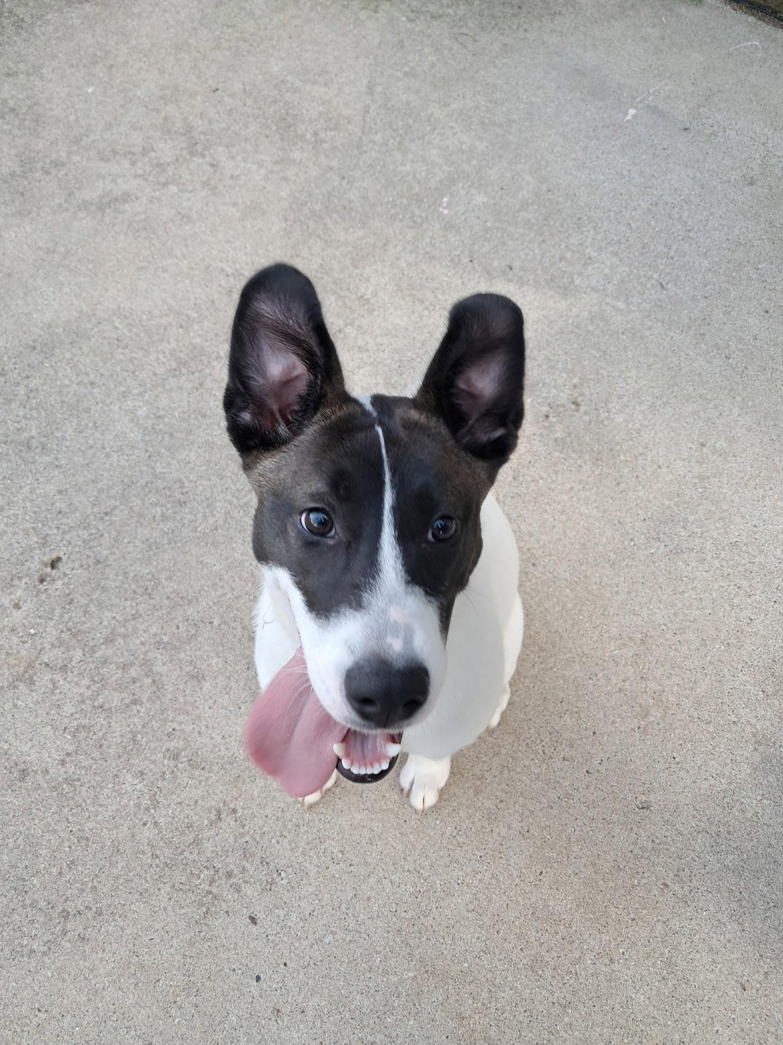 Beatrice, Adopted, Puppy Female Husky & Staffordshire Bull Terrier.