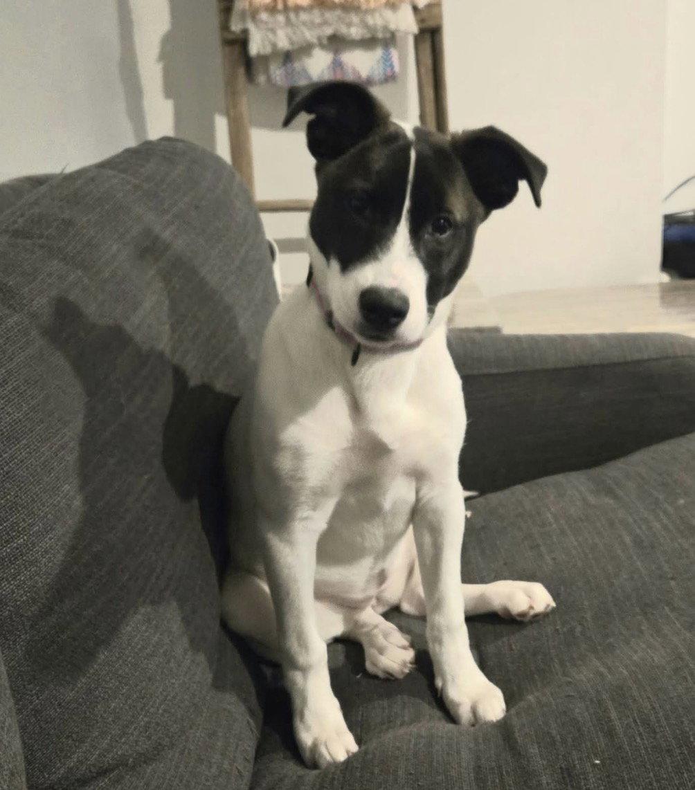 Enlarge Beatrice, a Adopted mixed breed in Fort Wayne, IN image 2/3