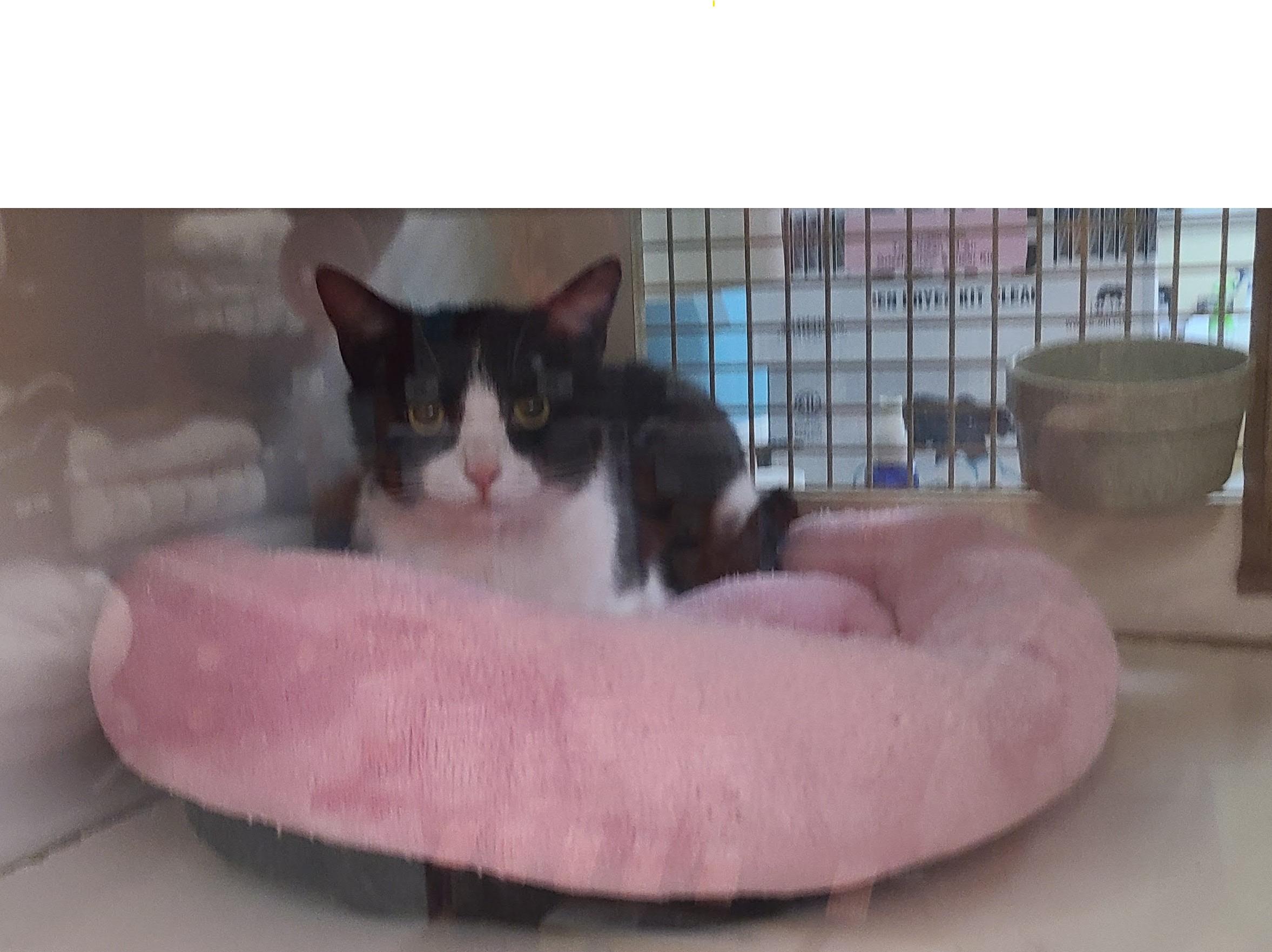 Lilly Bell - Adoption Pending, Adopted, Adult Female American Shorthair & Tuxedo.