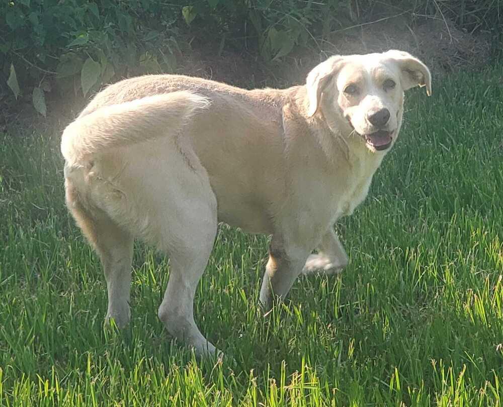 Sydney, Adoptable, Adult Female Mixed Breed.