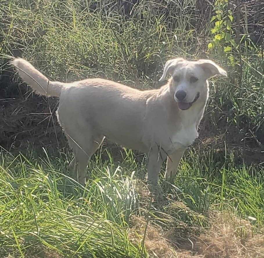 Enlarge Sydney, a Adoptable Mixed Breed in Scott, LA image 2/3