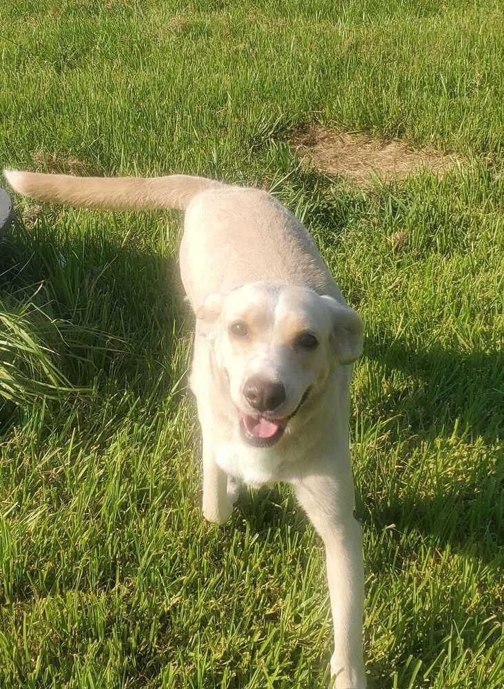 Enlarge Sydney, a Adoptable Mixed Breed in Scott, LA image 3/3