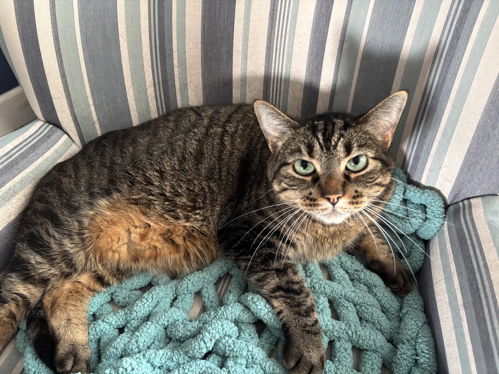 ASLAN & KODY #1962- Offfered by Owner -Bonded Boys, Adoptable, Adult Male Tabby & Domestic Short Hair.
