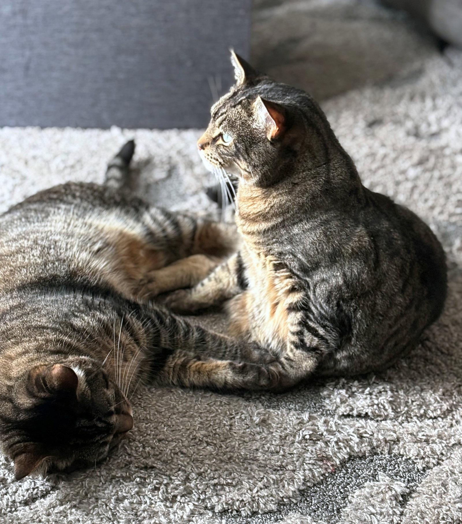 Enlarge ASLAN & KODY #1962- Offfered by Owner -Bonded Boys, a Adoptable mixed breed in Hillsboro, OR image 3/3