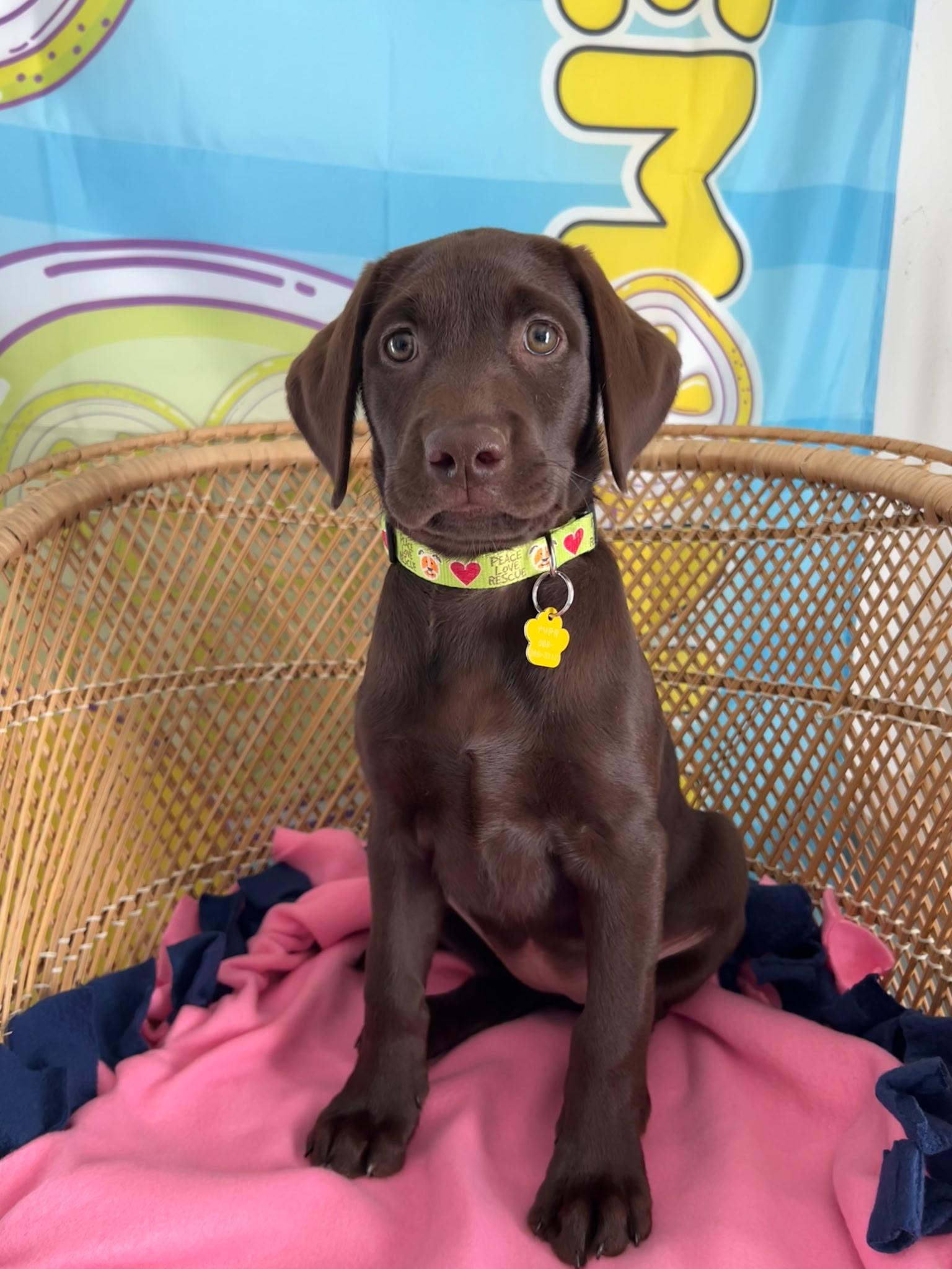 Maple, Adopted, Puppy Female Chocolate Labrador Retriever.