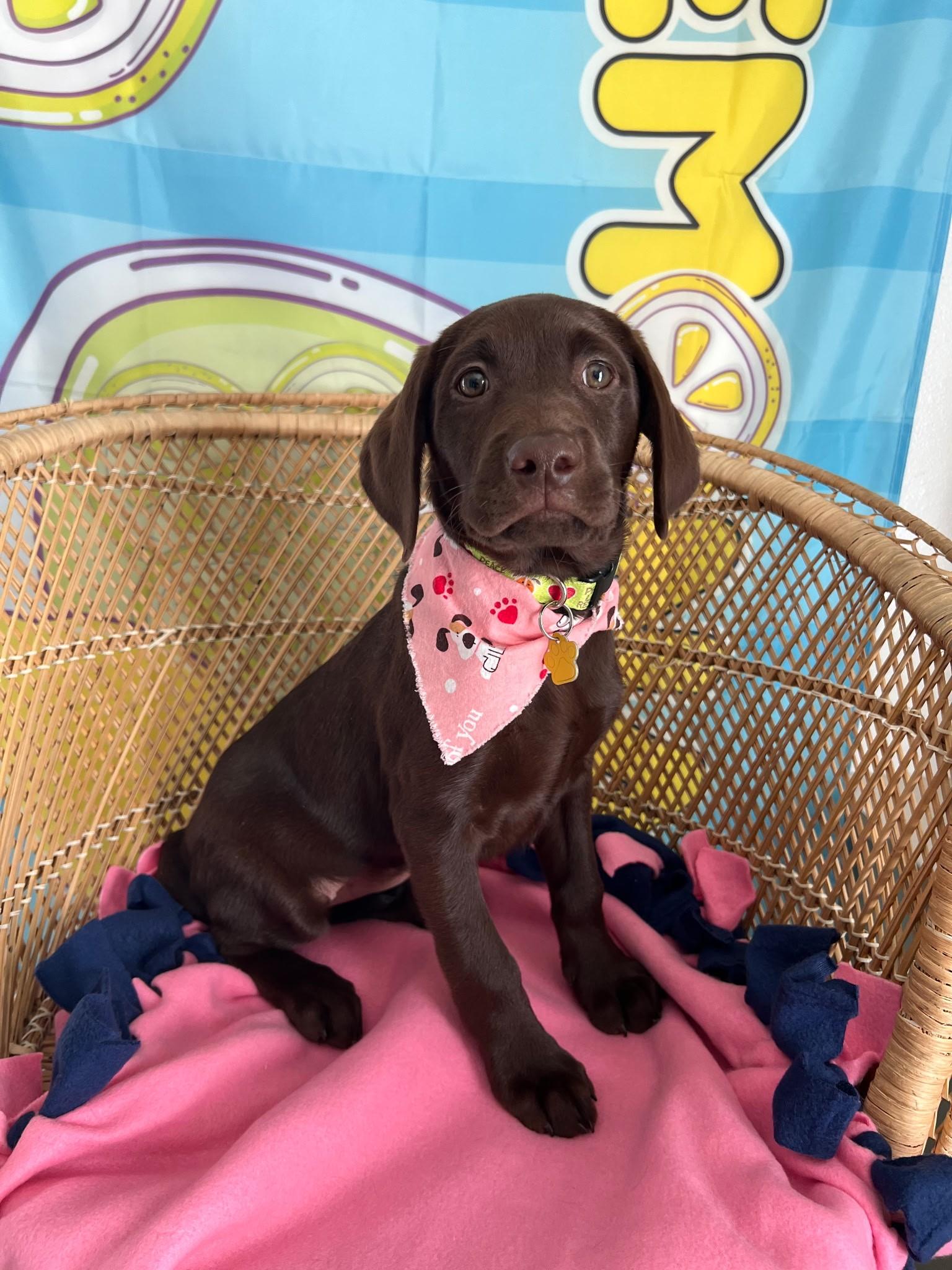 Enlarge Maple, a Adopted Chocolate Labrador Retriever in Yakima, WA image 3/5