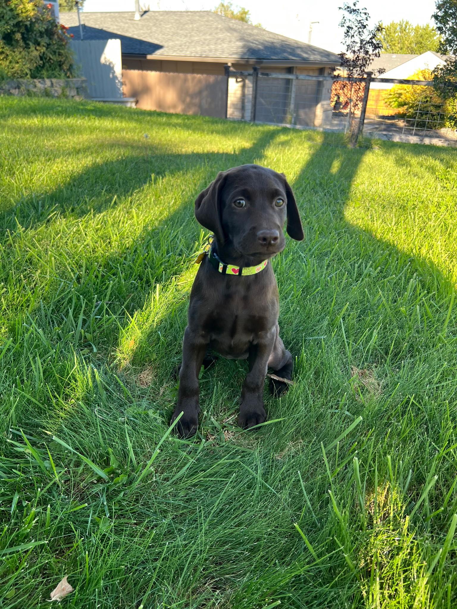 Enlarge Maple, a Adopted Chocolate Labrador Retriever in Yakima, WA image 5/5