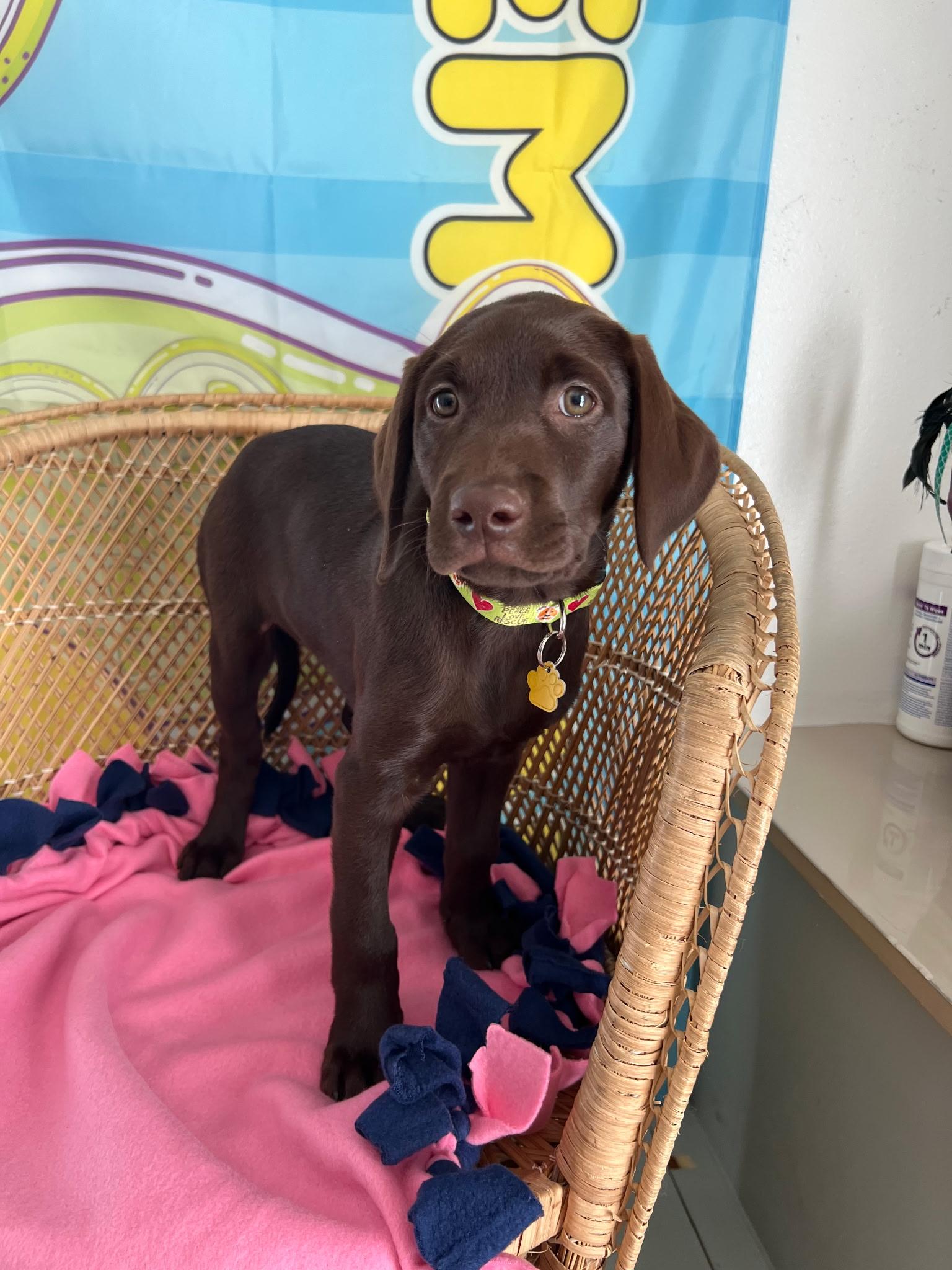 Enlarge Maple, a Adopted Chocolate Labrador Retriever in Yakima, WA image 2/5