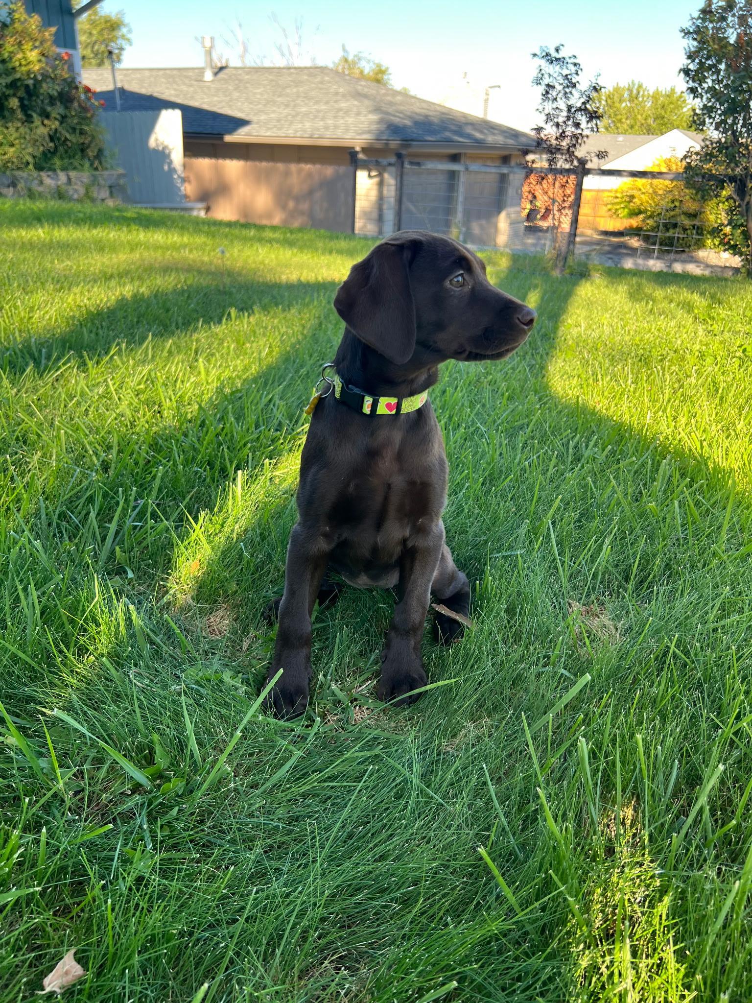 Enlarge Maple, a Adopted Chocolate Labrador Retriever in Yakima, WA image 4/5