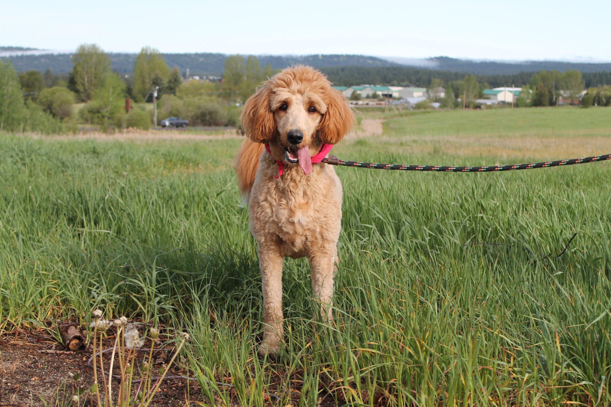 Barley, a ADOPTABLE mixed breed in McCall, ID image 1/2