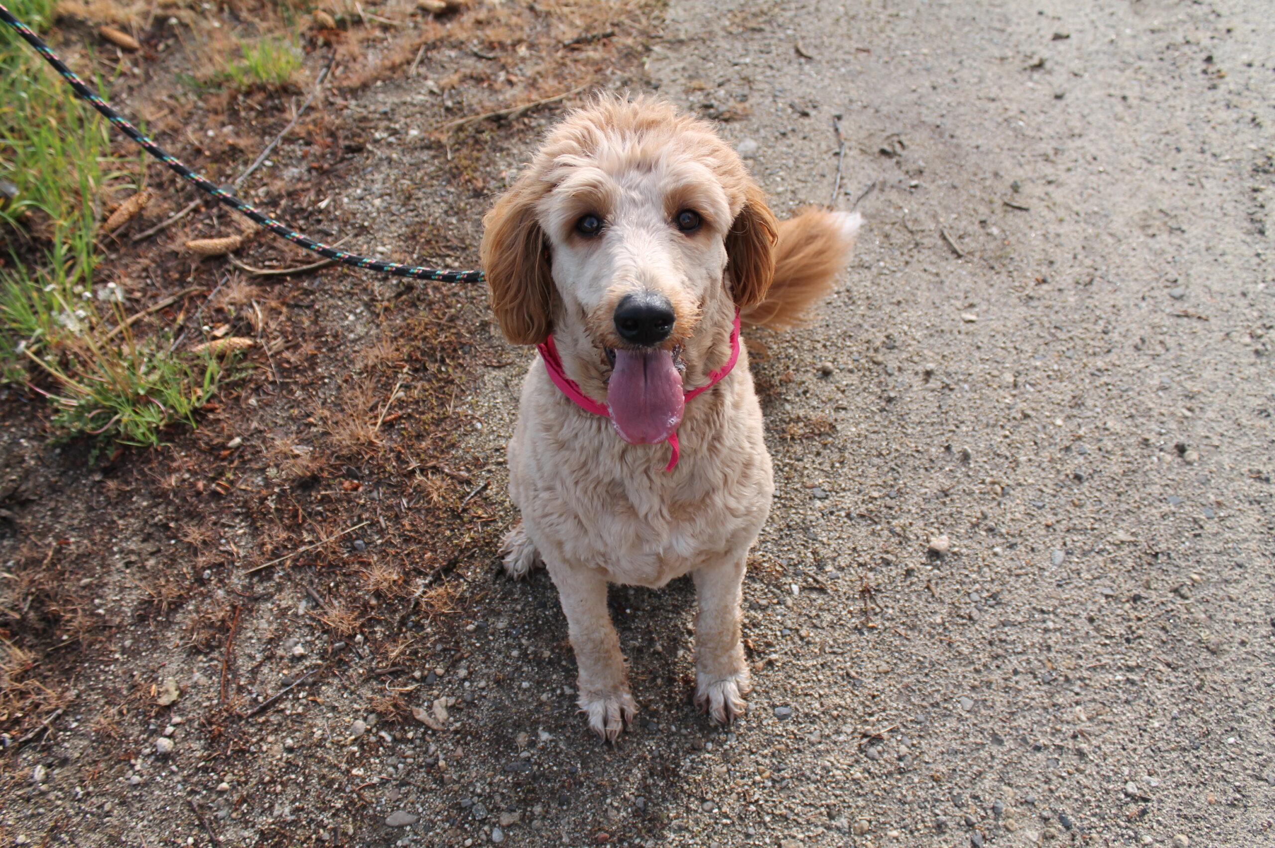 Barley, a ADOPTABLE mixed breed in McCall, ID image 2/2