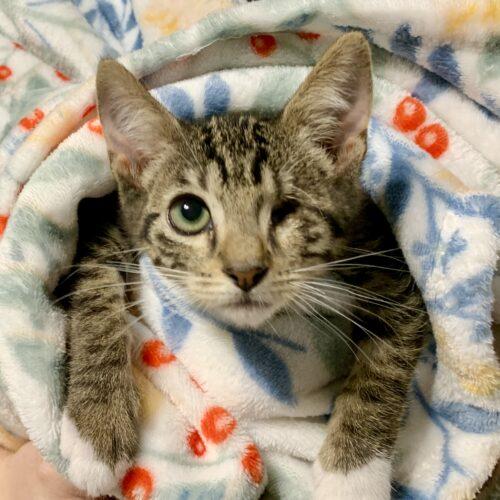 Colt, Adoptable, Kitten Male Domestic Short Hair.
