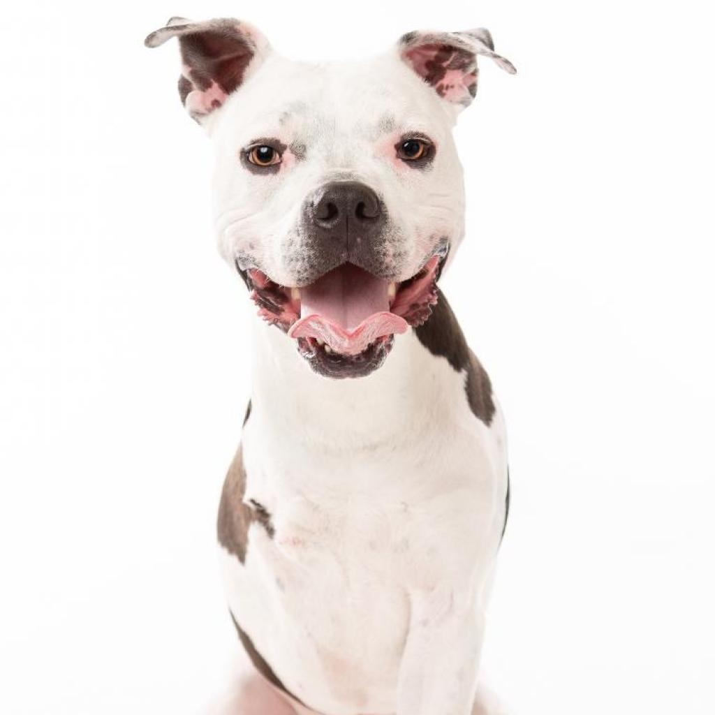 Brian, a Adoptable Pit Bull Terrier in Dallas, TX image 1/3