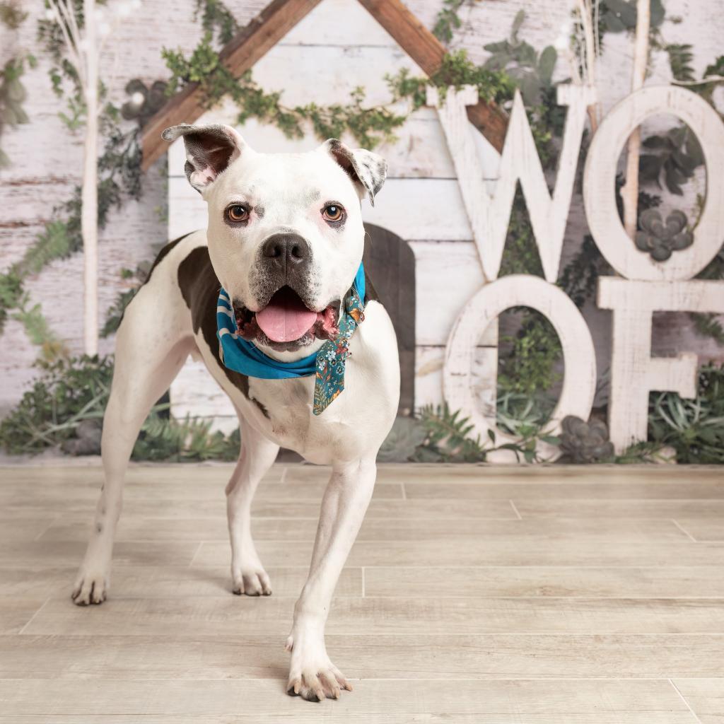 Brian, a Adoptable Pit Bull Terrier in Dallas, TX image 2/3