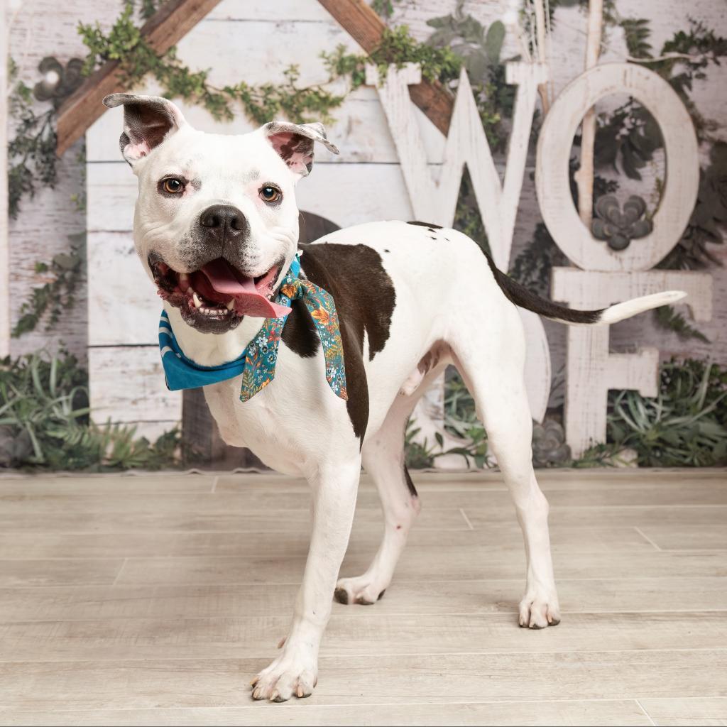 Brian, a Adoptable Pit Bull Terrier in Dallas, TX image 3/3