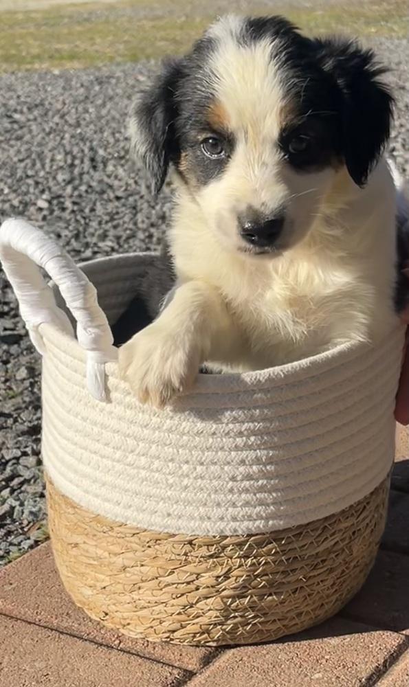 Enlarge Prancer, a Adoptable mixed breed in Mocksville, NC image 1/3