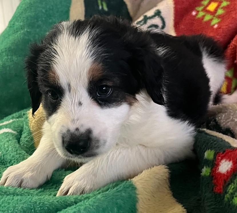 Enlarge Prancer, a Adoptable mixed breed in Mocksville, NC image 3/3