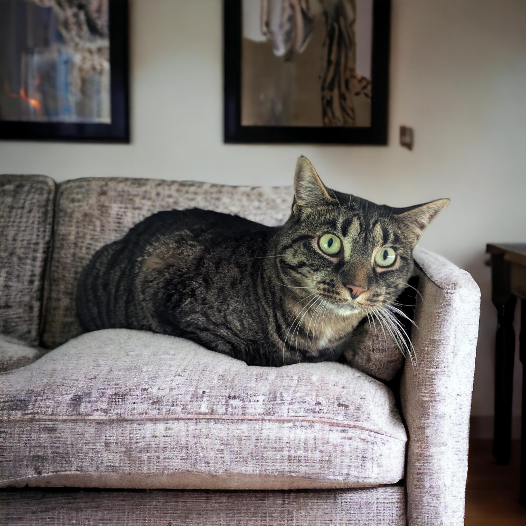 Izzy, a Adoptable Domestic Short Hair in Chuckey, TN image 2/2