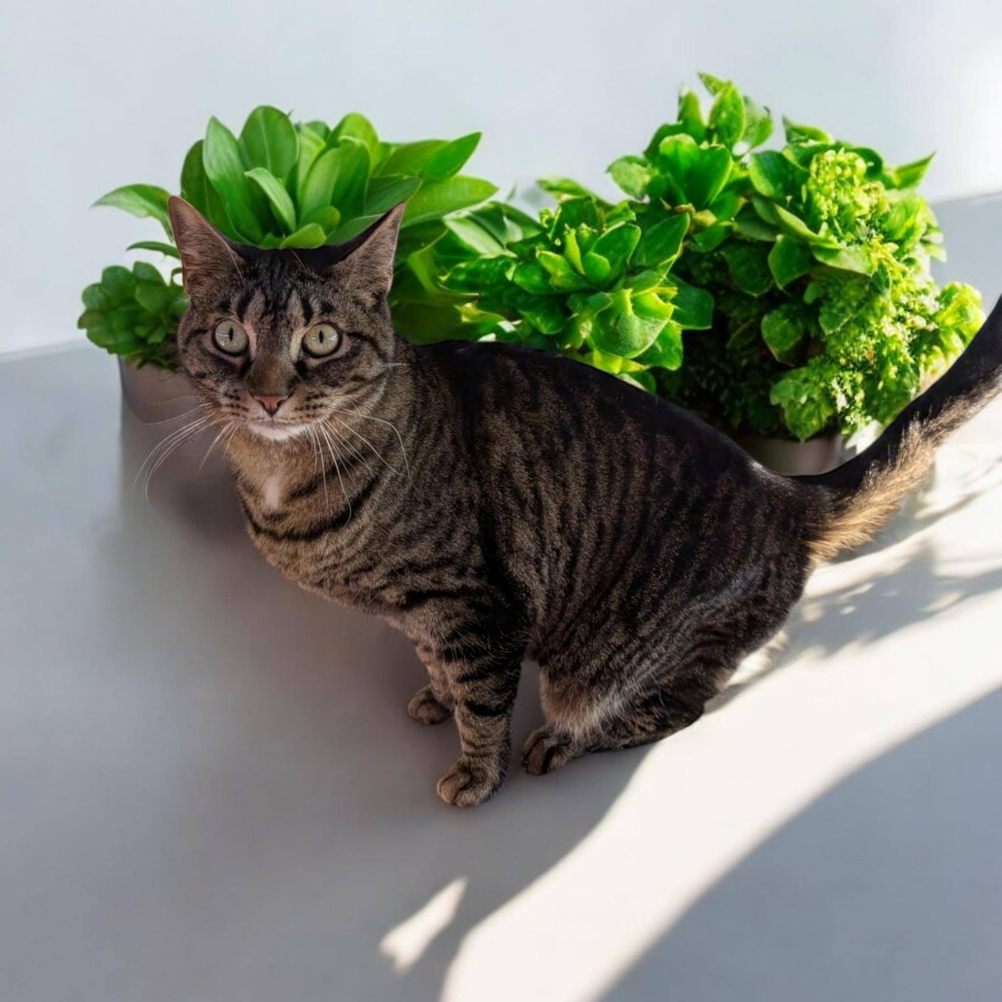 Izzy, a Adoptable Domestic Short Hair in Chuckey, TN image 1/2