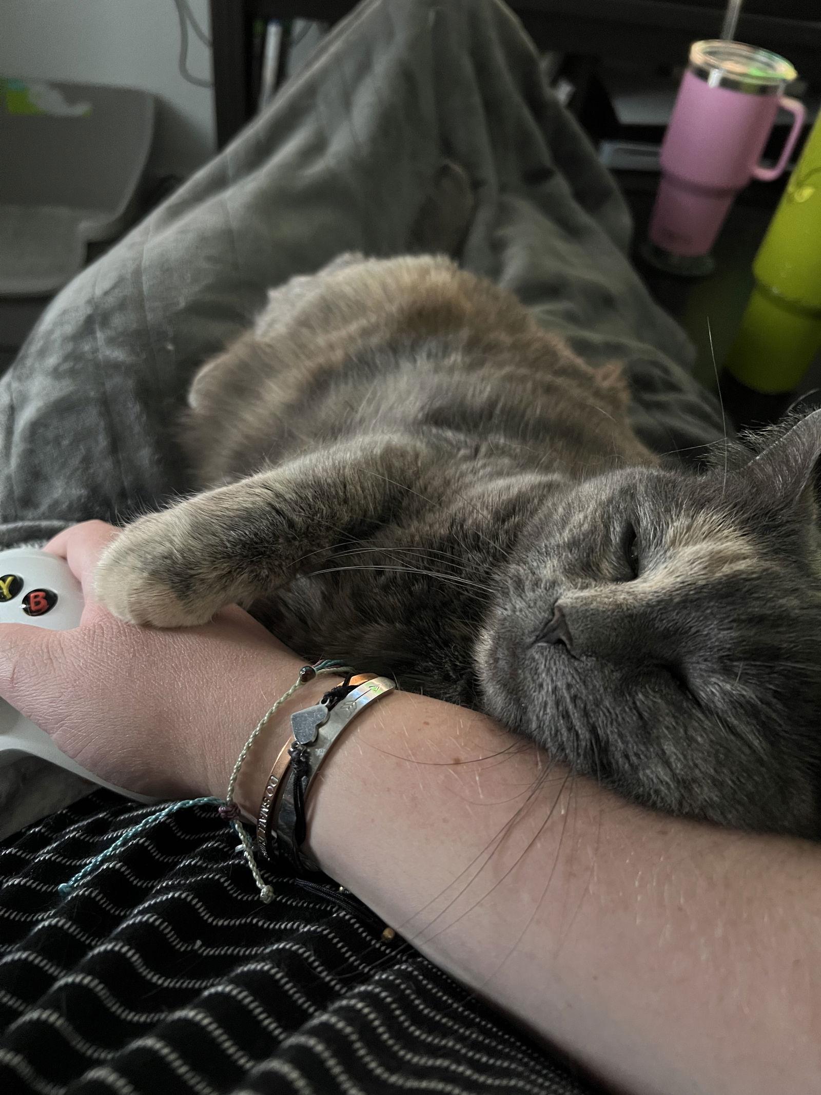 Gabby - In Foster, a Adoptable Domestic Short Hair in Emmett, ID image 2/3