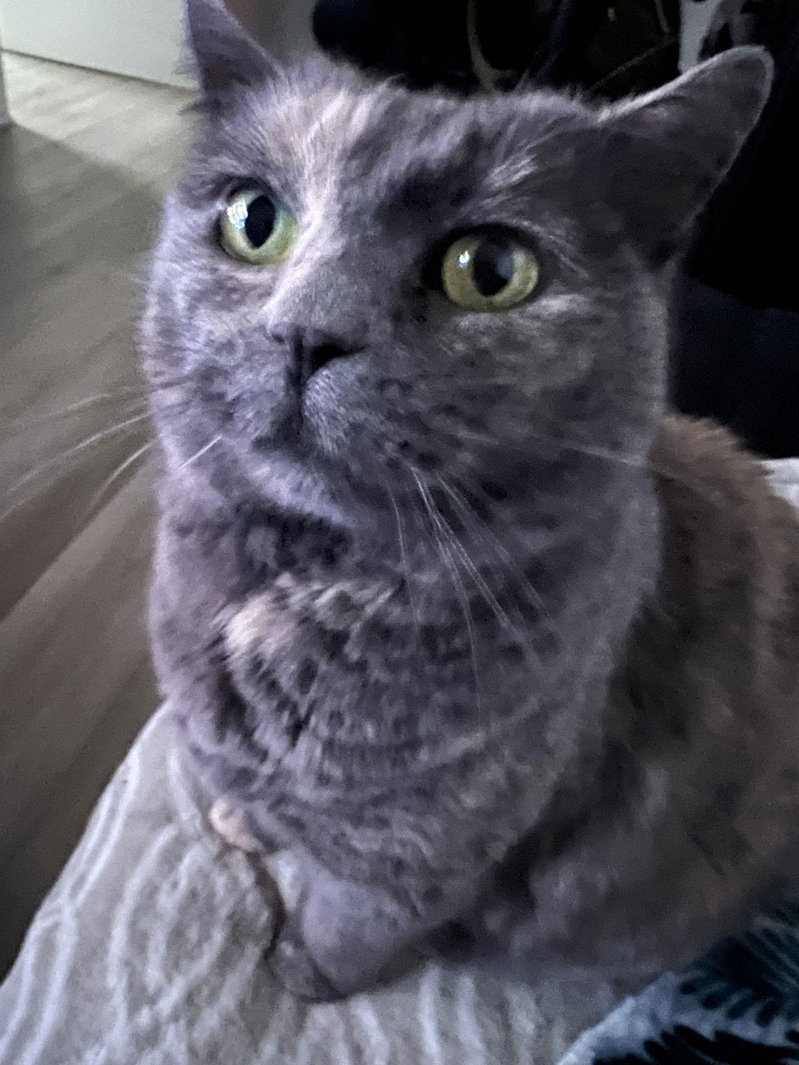 Gabby - In Foster, a Adoptable Domestic Short Hair in Emmett, ID image 3/3