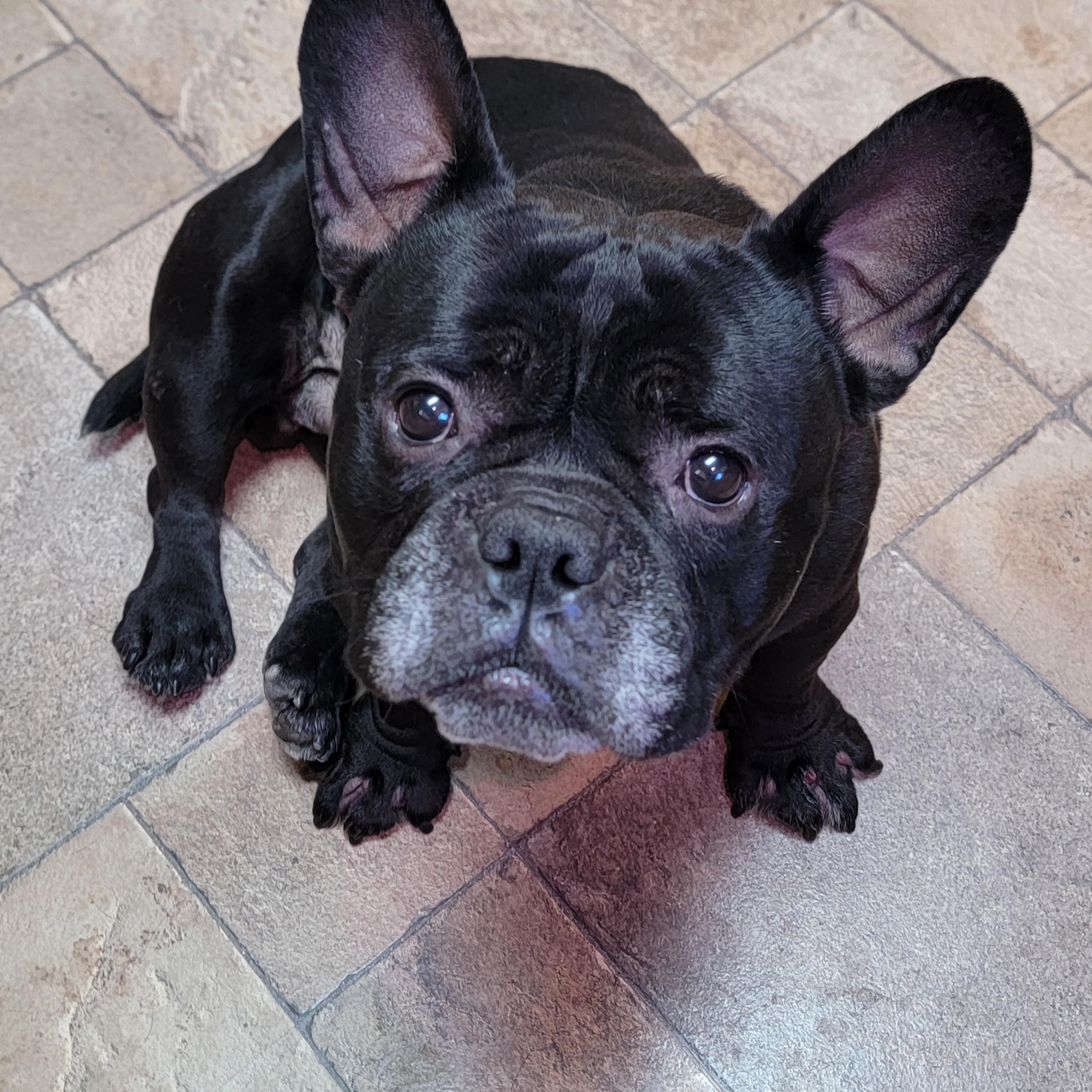 Otter, ADOPTABLE, Adult Male French Bulldog.