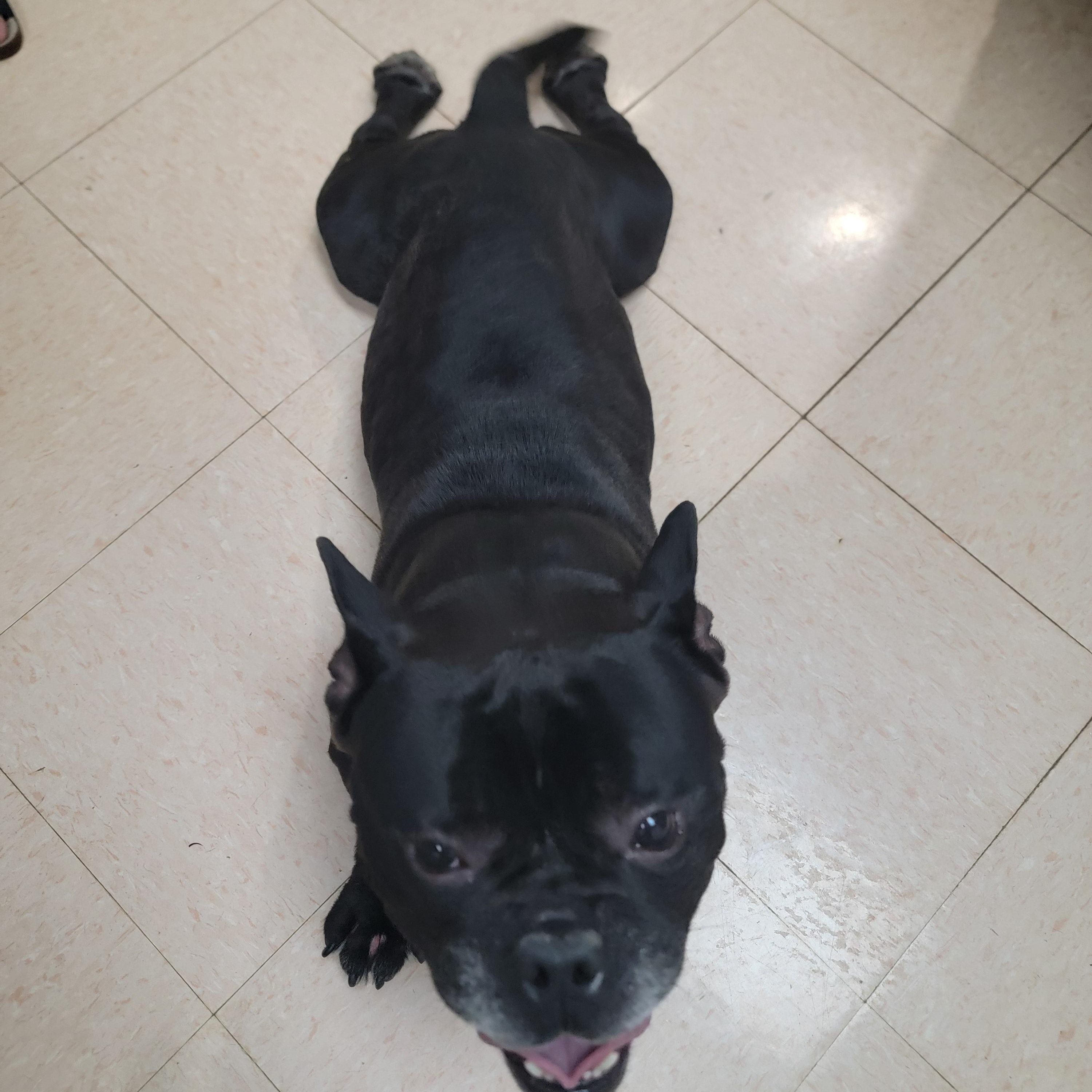 Enlarge Otter, a ADOPTABLE mixed breed in Joliet, IL image 3/4