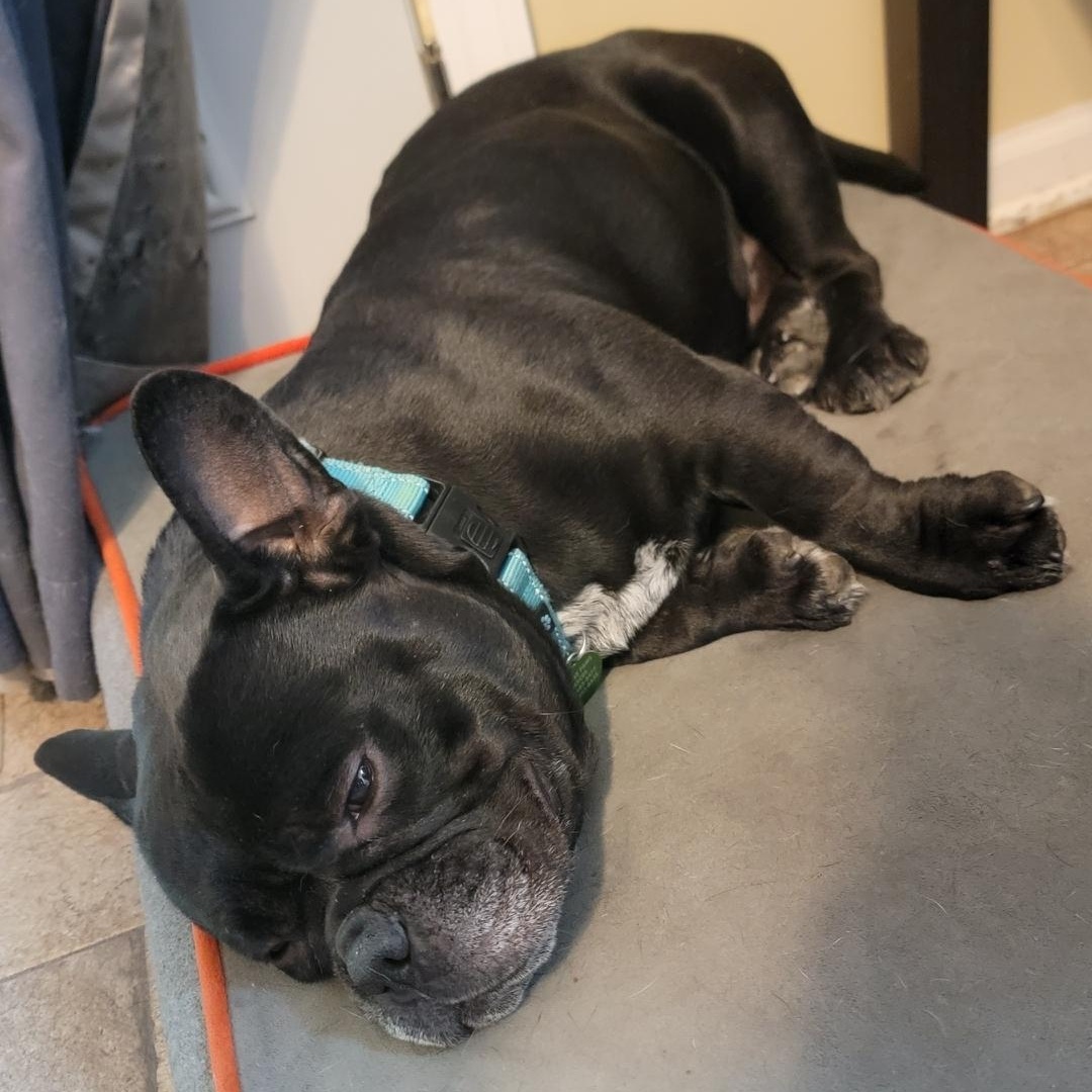 Enlarge Otter, a ADOPTABLE mixed breed in Joliet, IL image 2/4