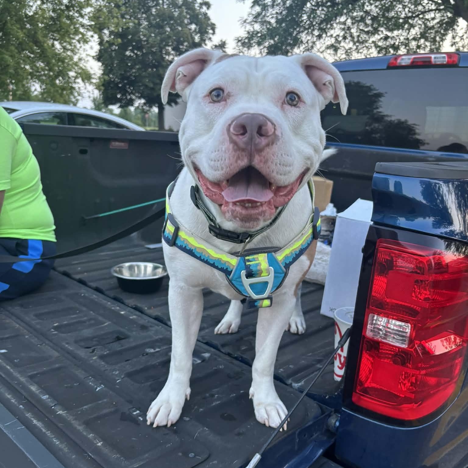 Enlarge Damu, a ADOPTABLE Mixed Breed in Oak Park, MI image 1/2