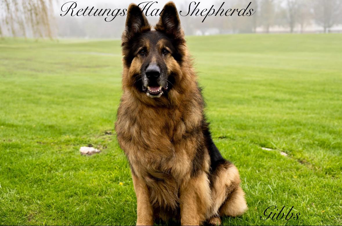 Gibbs, a Adopted German Shepherd Dog in Poynette, WI image 1/2