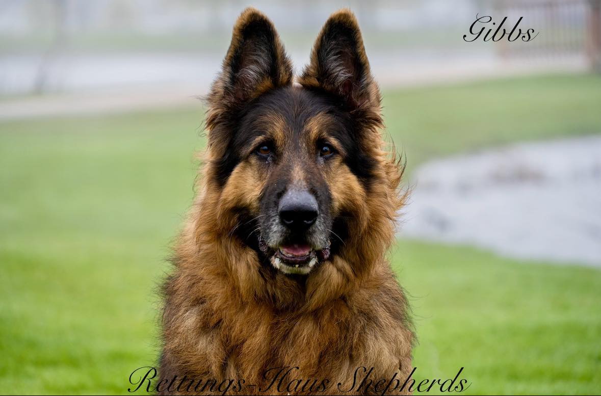 Gibbs, a Adopted German Shepherd Dog in Poynette, WI image 2/2
