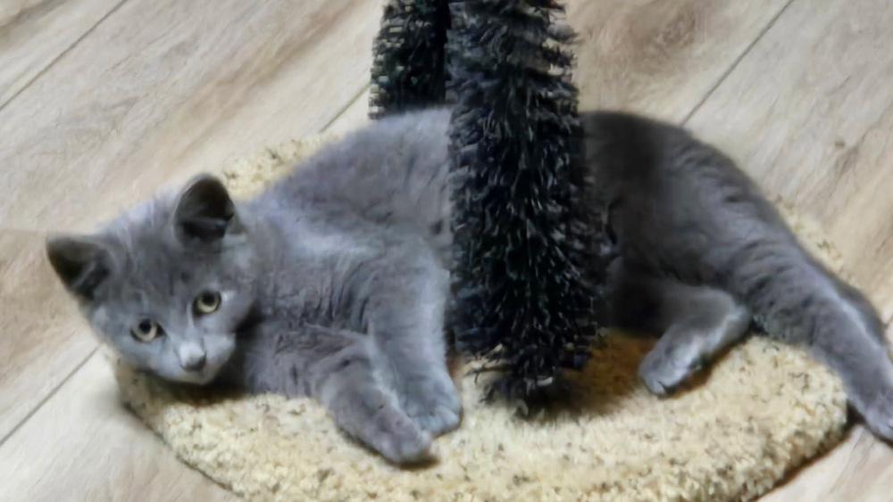 Kate, Adoptable, Kitten Female Domestic Short Hair.