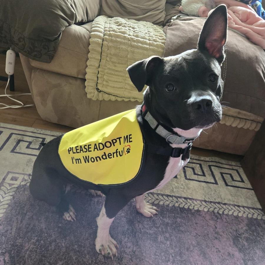Enlarge Darla, a Adoptable American Staffordshire Terrier in O Fallon, IL image 1/5