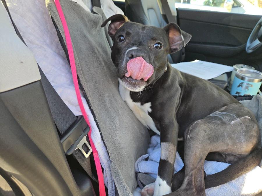 Enlarge Darla, a Adoptable American Staffordshire Terrier in O Fallon, IL image 2/5