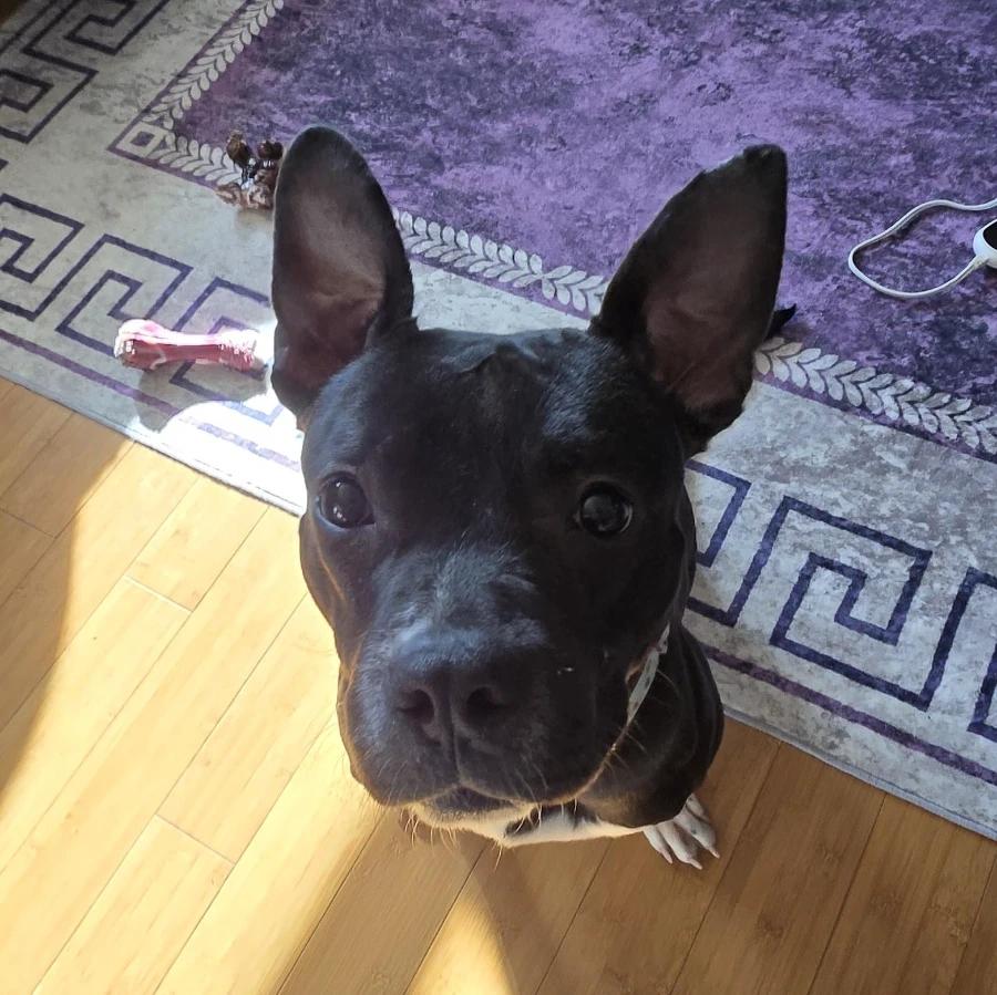 Enlarge Darla, a Adoptable American Staffordshire Terrier in O Fallon, IL image 3/5