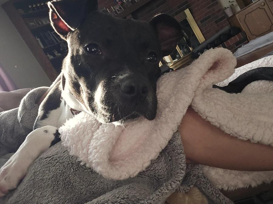 Enlarge Darla, a Adoptable American Staffordshire Terrier in O Fallon, IL image 4/5