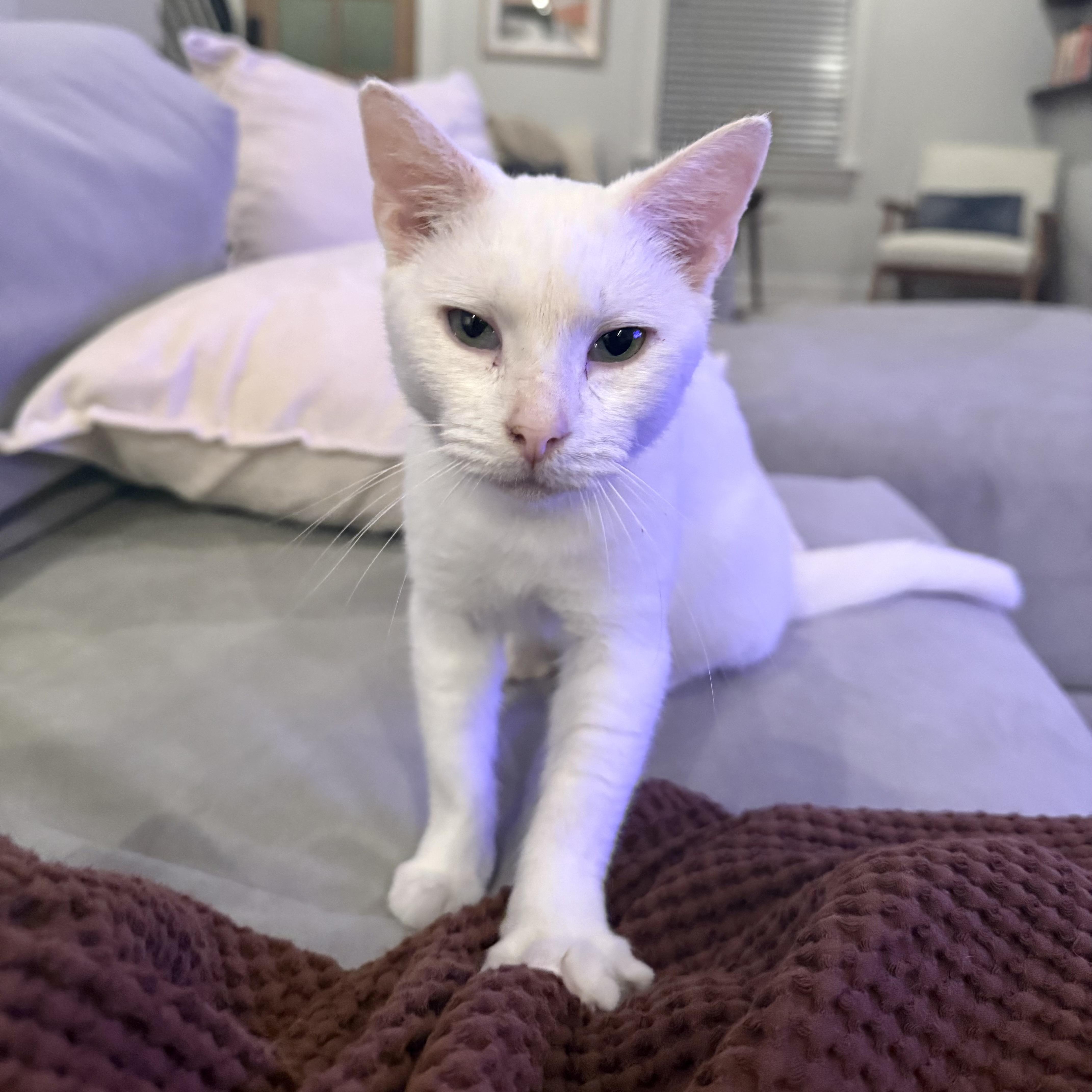 Enlarge Wandering Wisp, an adoptable Domestic Short Hair in Richmond, VA image 1/5