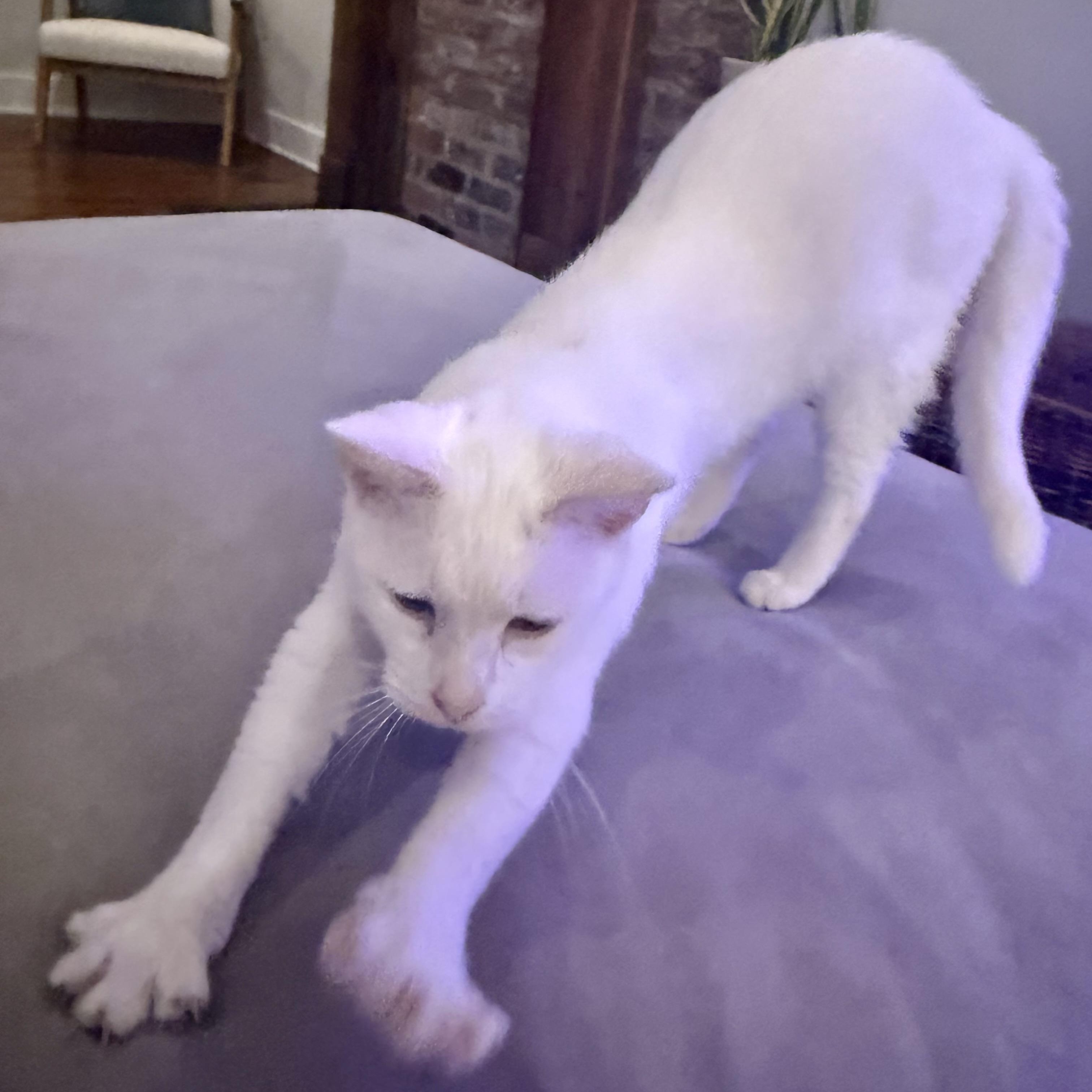 Enlarge Wandering Wisp, an adoptable Domestic Short Hair in Richmond, VA image 3/5