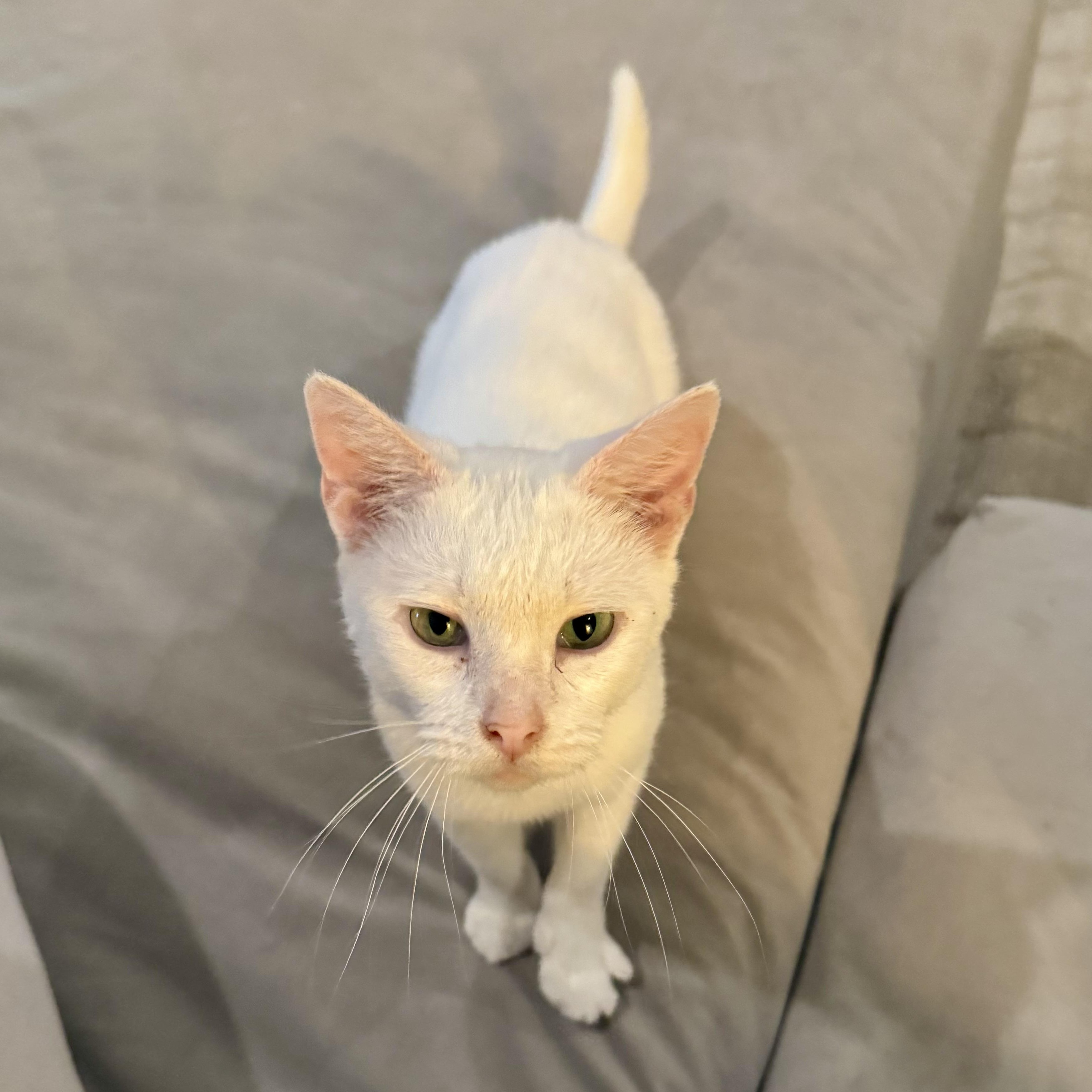 Enlarge Wandering Wisp, an adoptable Domestic Short Hair in Richmond, VA image 4/5