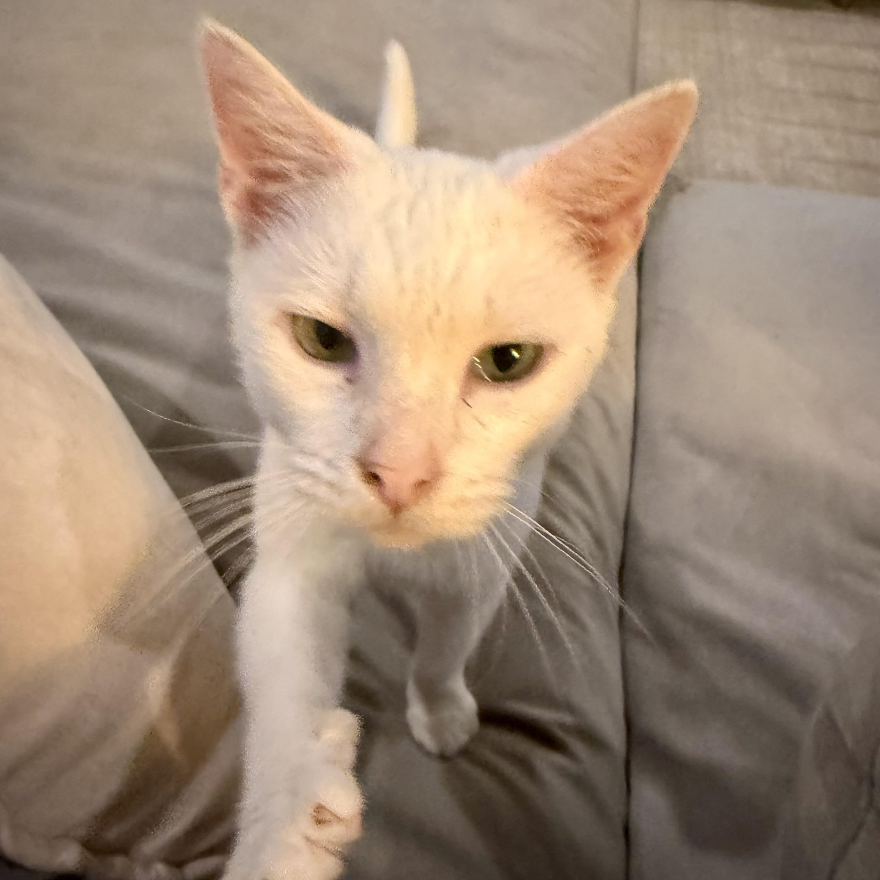 Enlarge Wandering Wisp, an adoptable Domestic Short Hair in Richmond, VA image 2/5