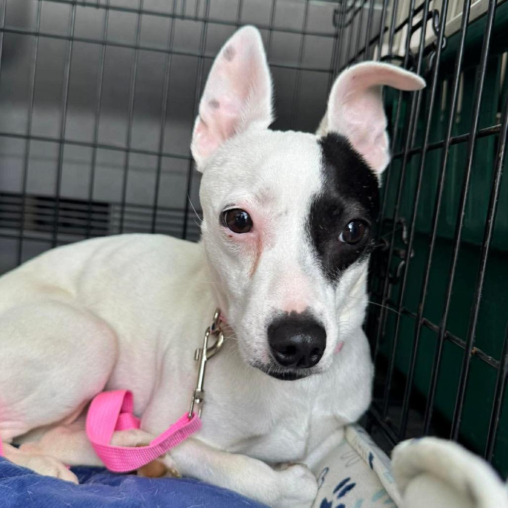 Tweed, Adoptable, Adult Female Terrier.