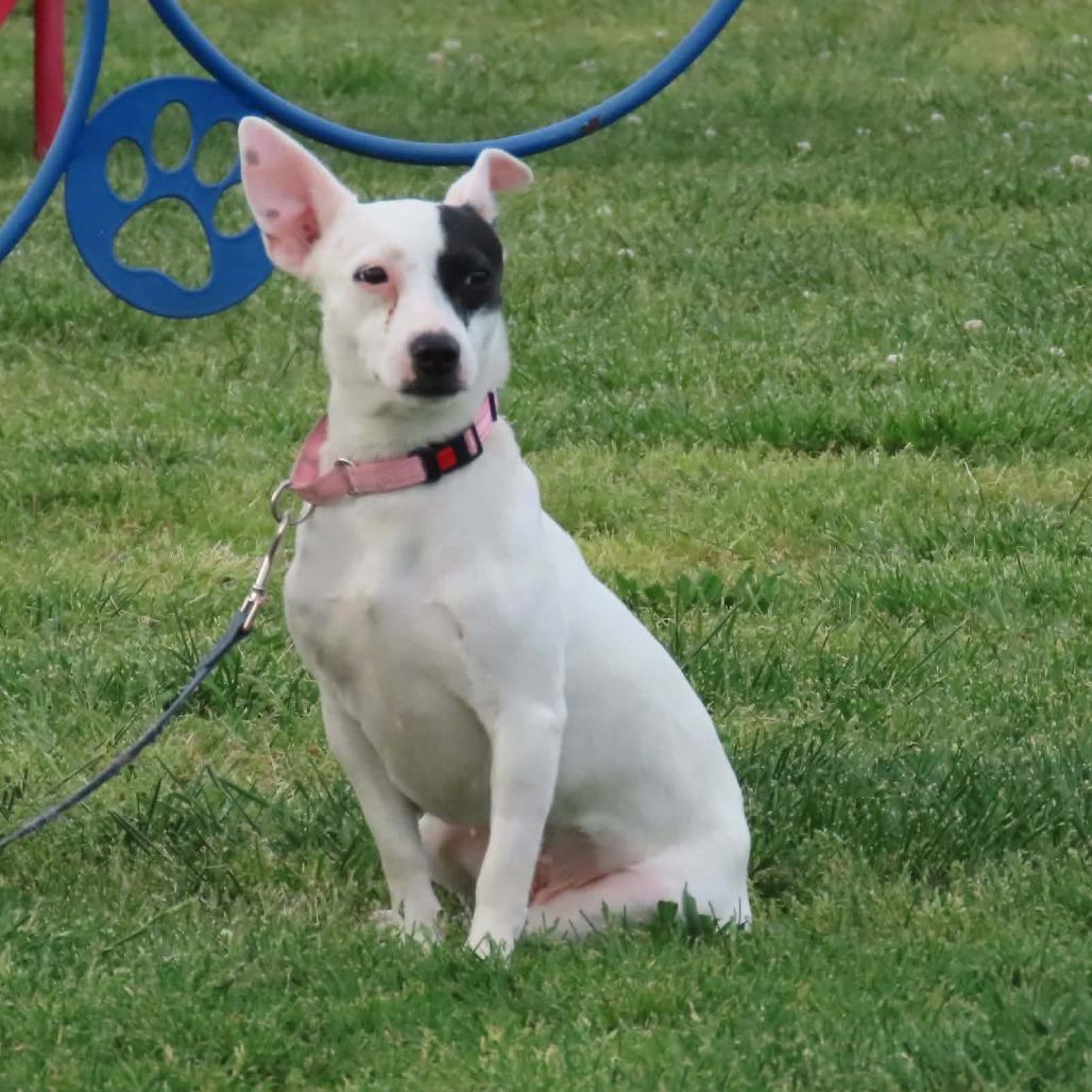 Enlarge Tweed, a Adoptable Terrier in Jackson, MO image 2/2